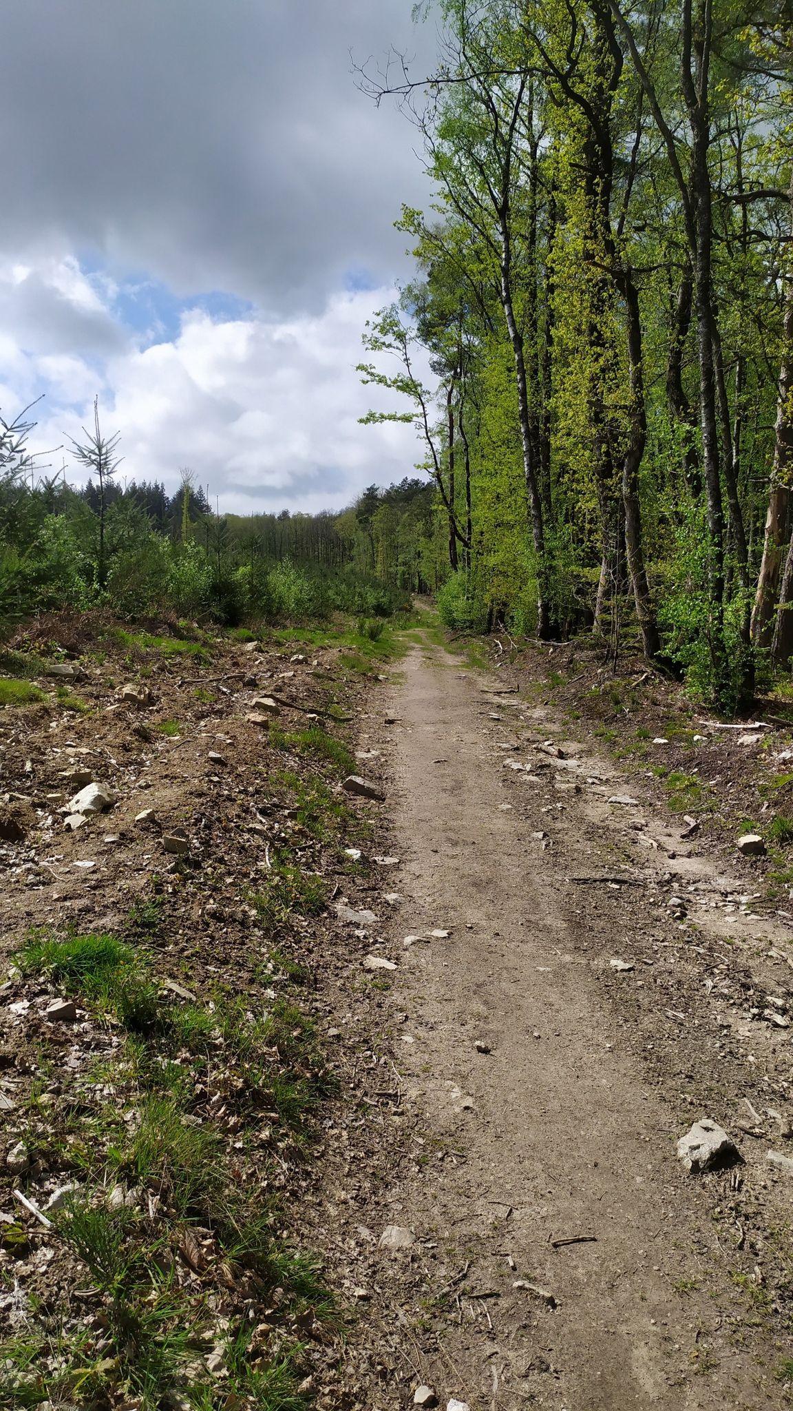 allée forestière