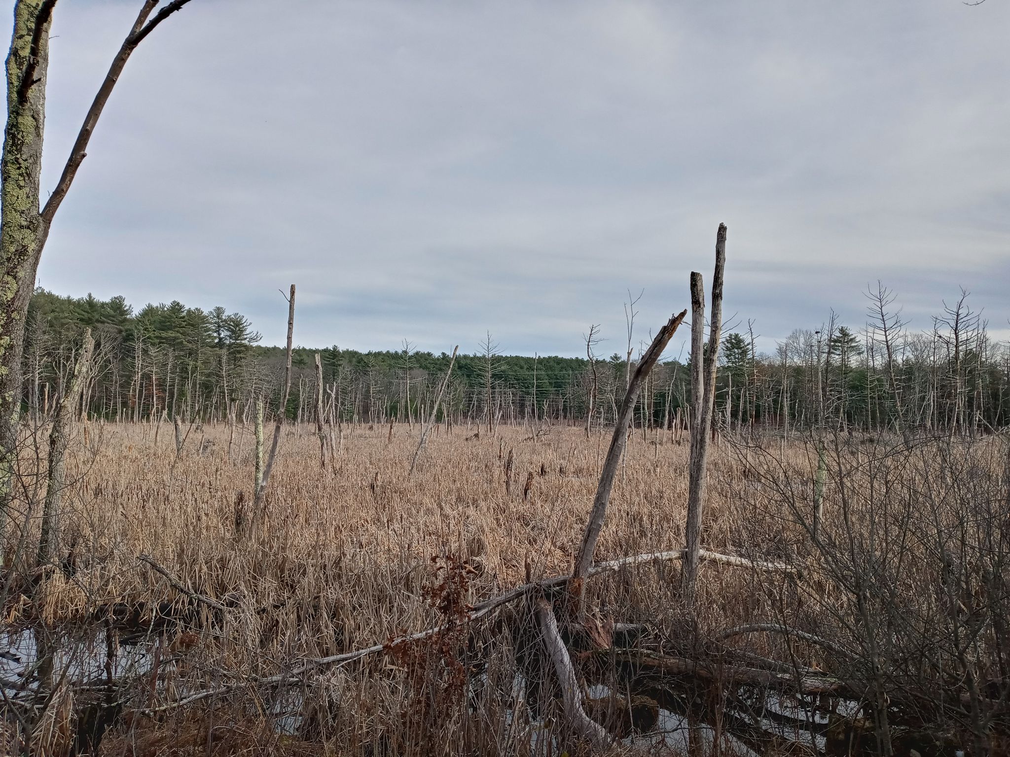 Wide view of a marsh with tall brown reeds and bare trees under a cloudy sky. - Upper Charles Trail loop from Cedar Street Lot
