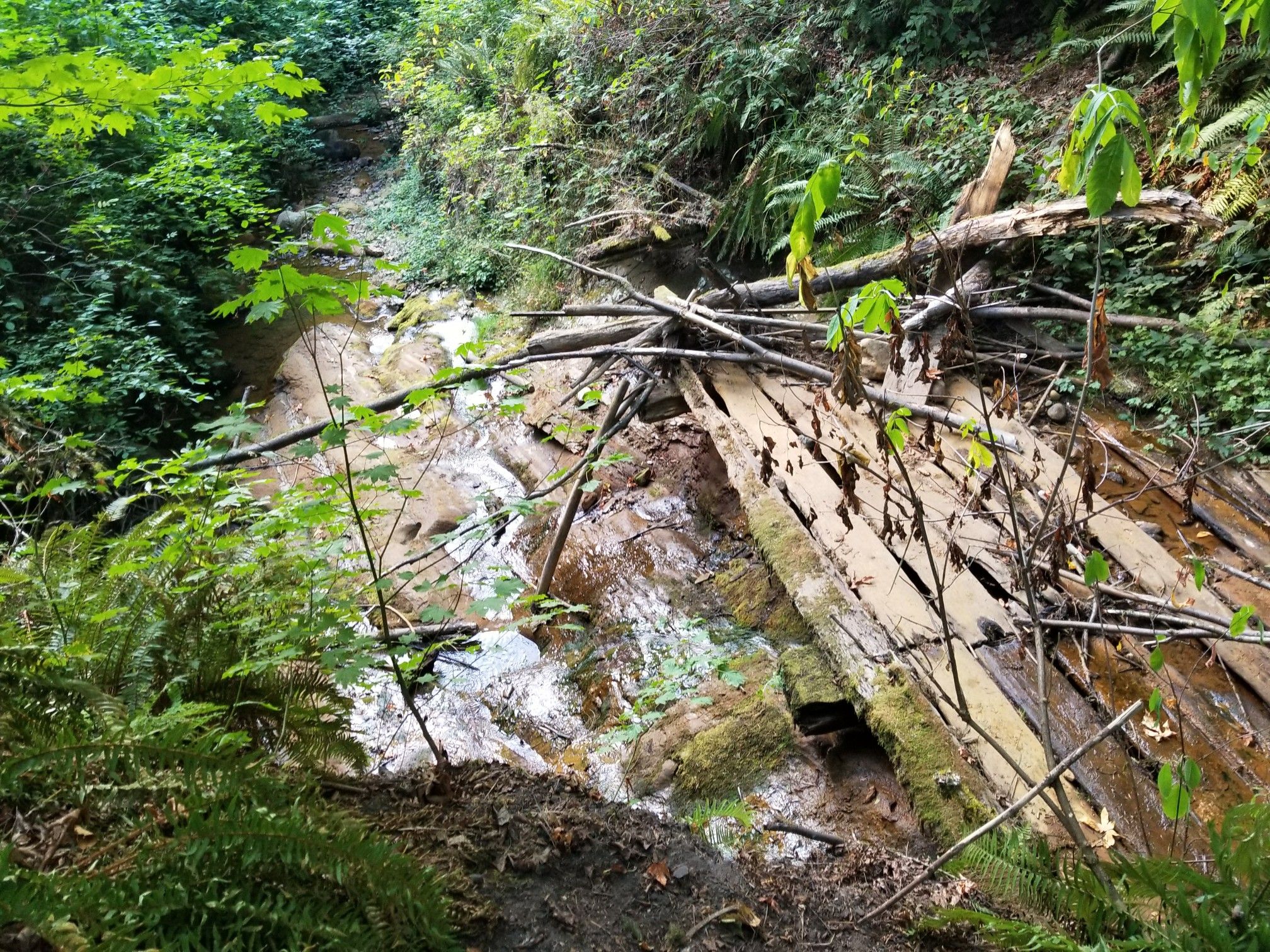A stream flows over rocks, covered by fallen logs and green foliage. - Coal Creek Trail