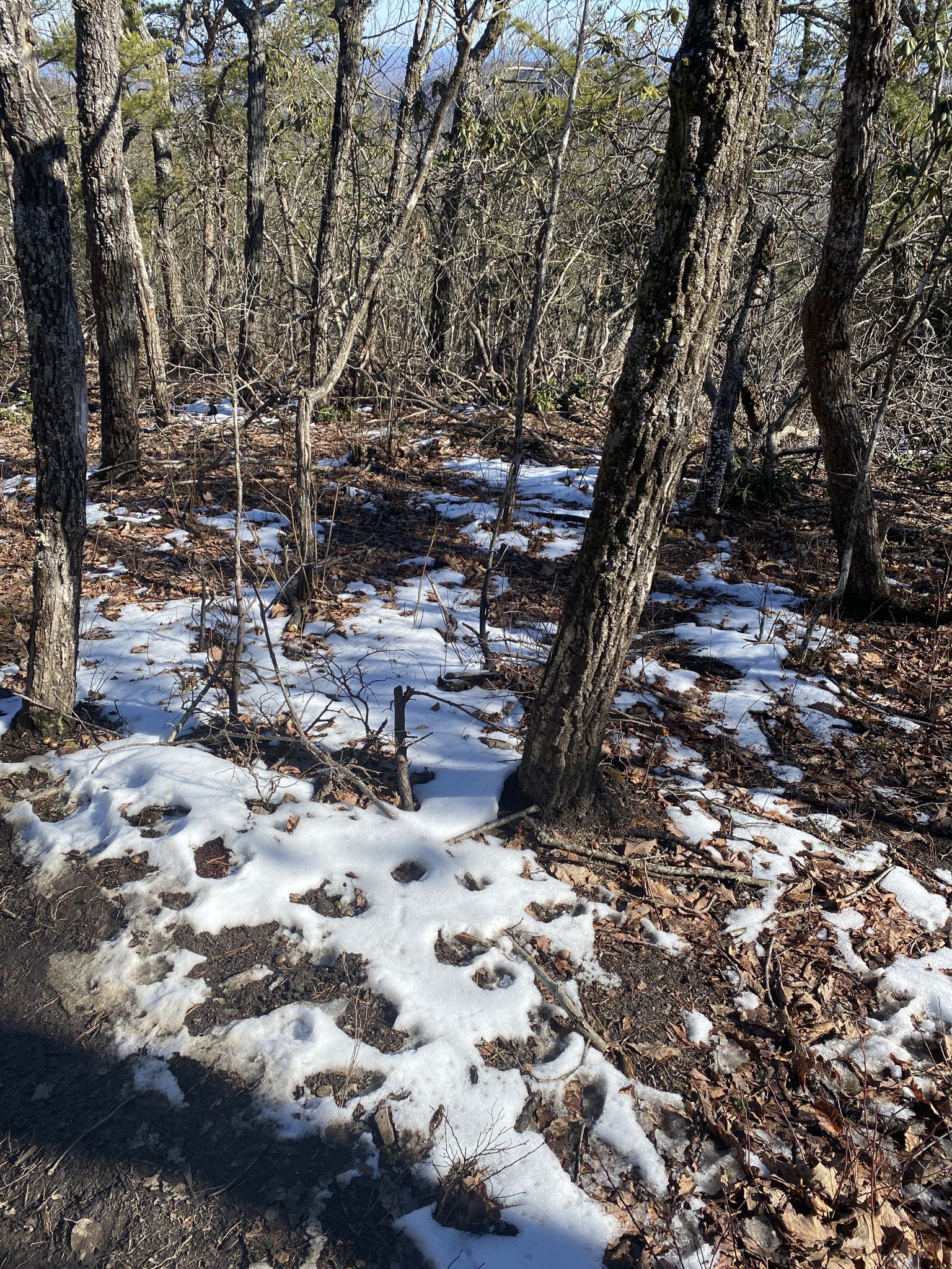 Forest floor with patches of snow and fallen leaves under bare trees. - Hanging Rock Lake – Balanced Rock loop from Hanging Rock State Park