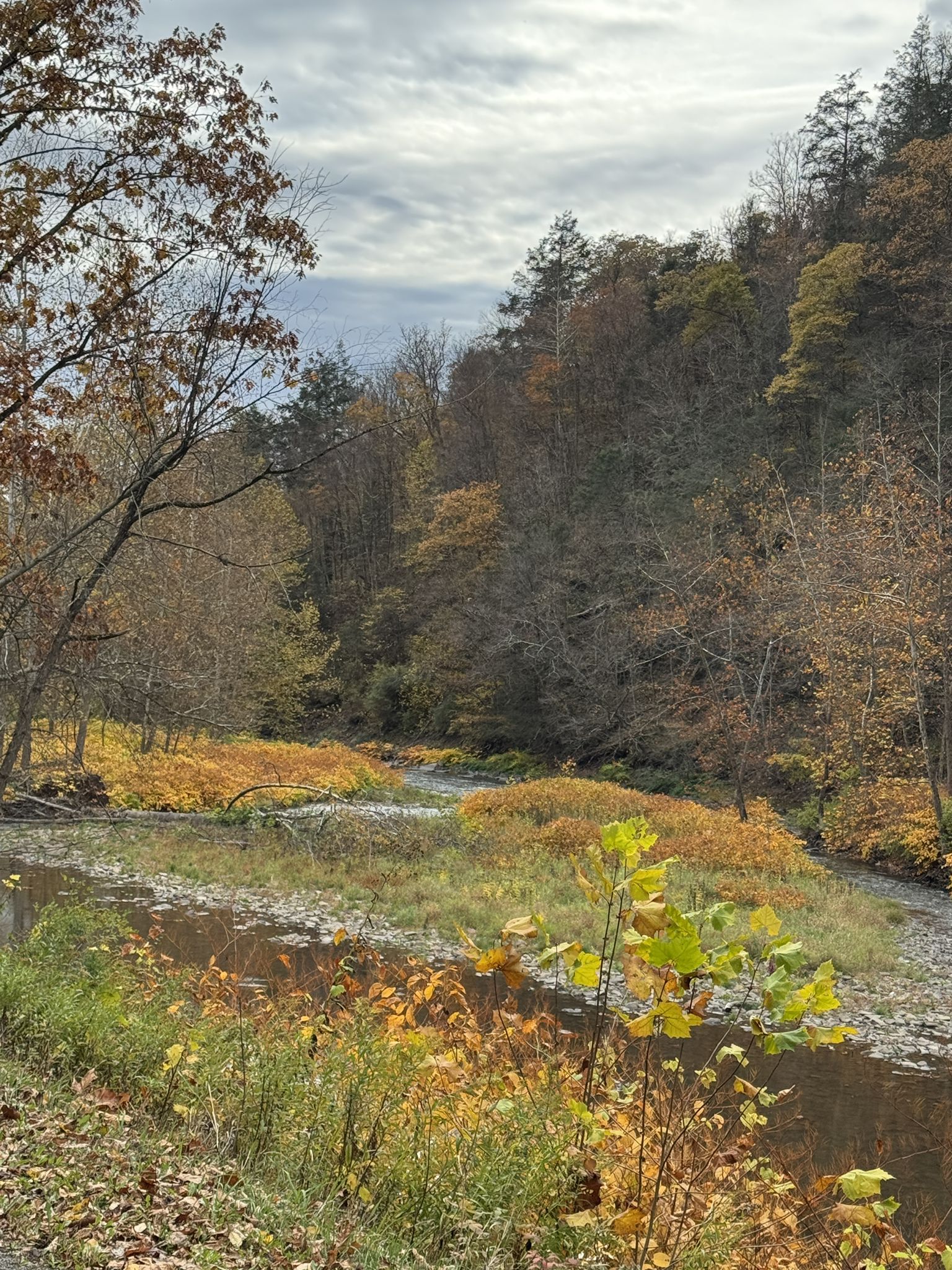 River winding through autumn foliage and trees under a cloudy sky. - Pine Creek – Pine Creek Gorge loop from Cedar Run