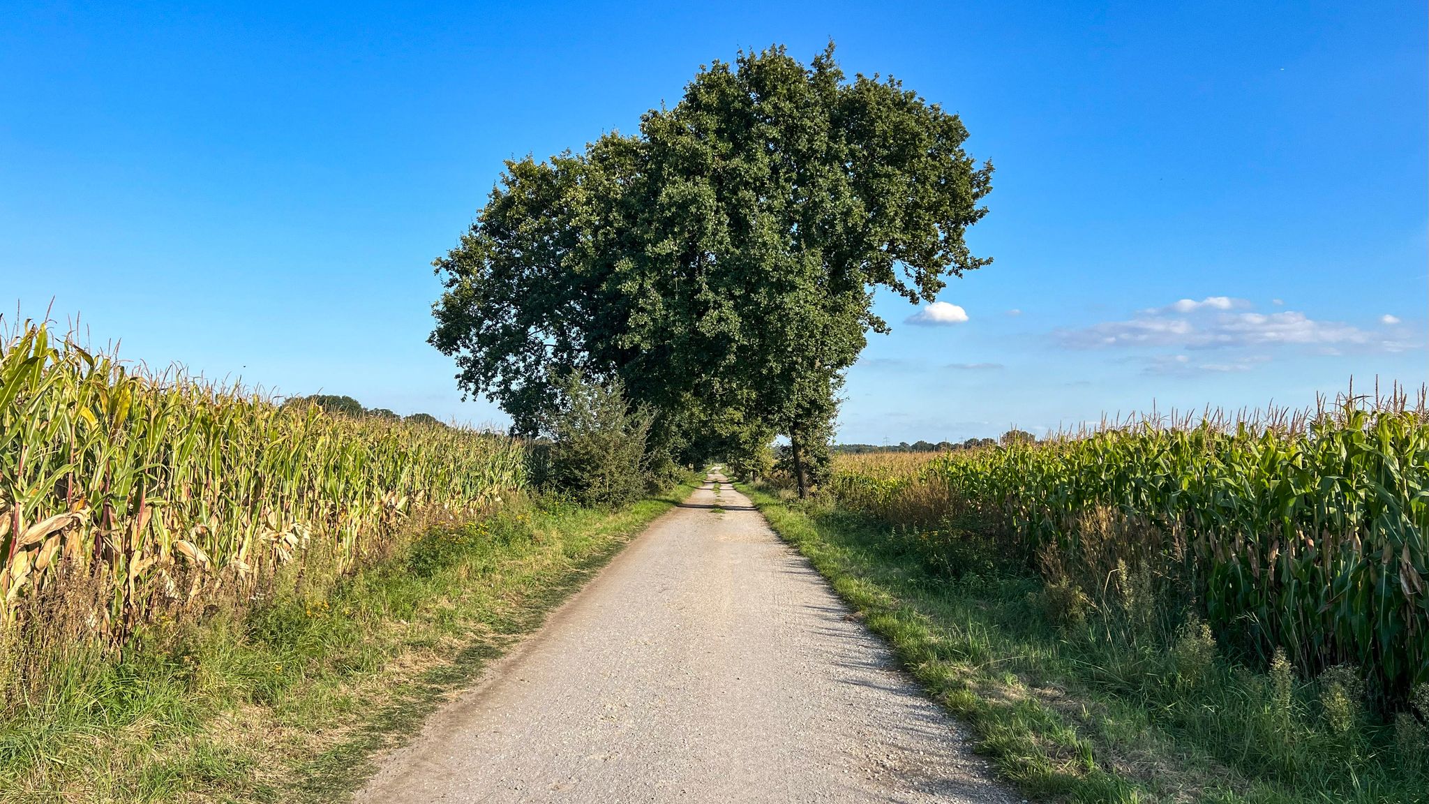 Baumallee bei Rhade