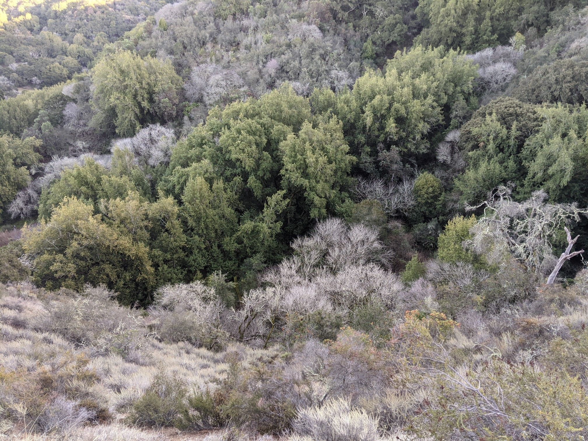 Dense forest covers a hillside with a mix of green and bare trees. - Los Trancos and Trapper Trail Loop