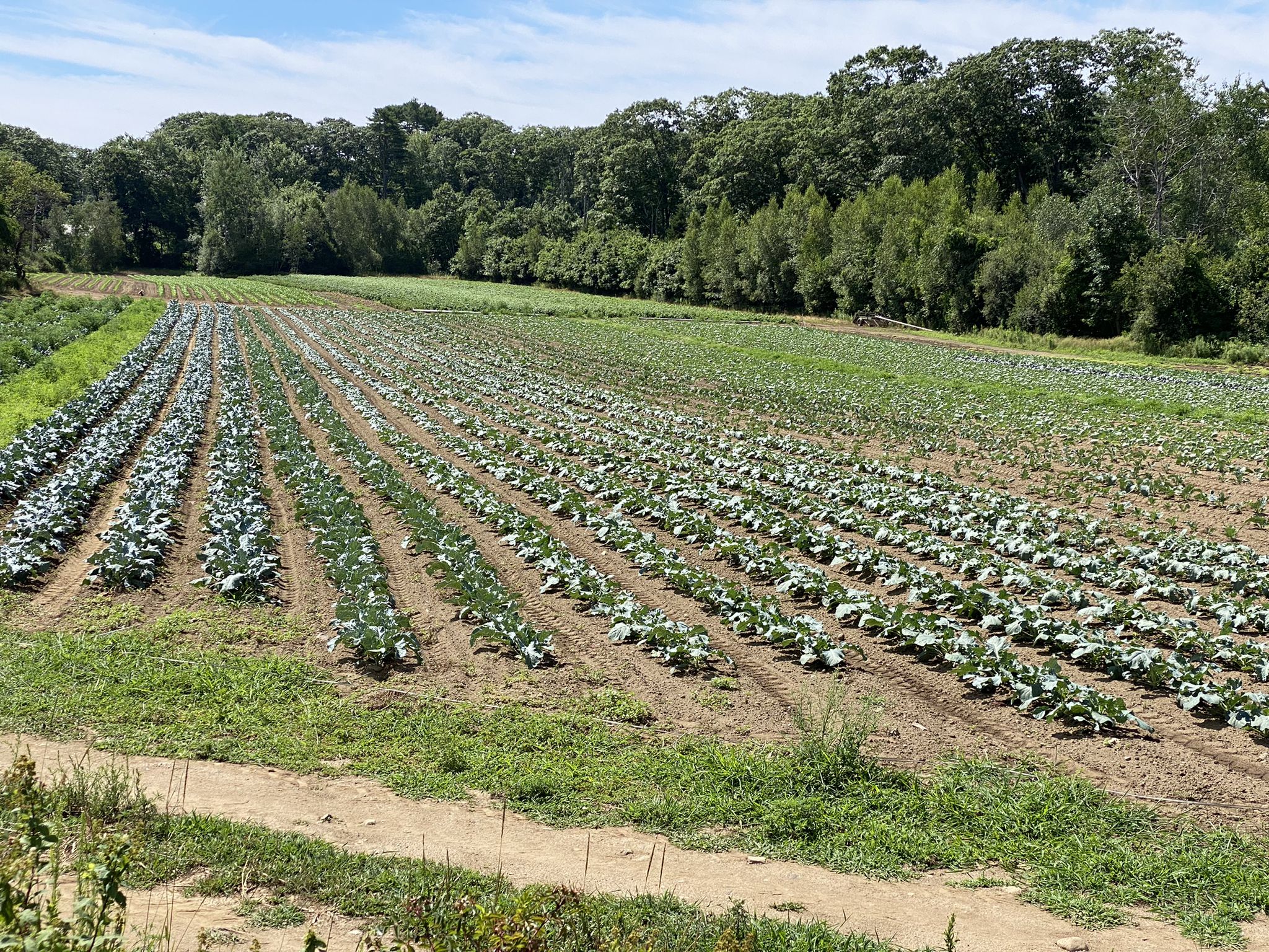 Sunny agricultural field with long rows of green plants and distant trees. - Cross Hill Trails & Runaway Farm loop from Cape Elizabeth