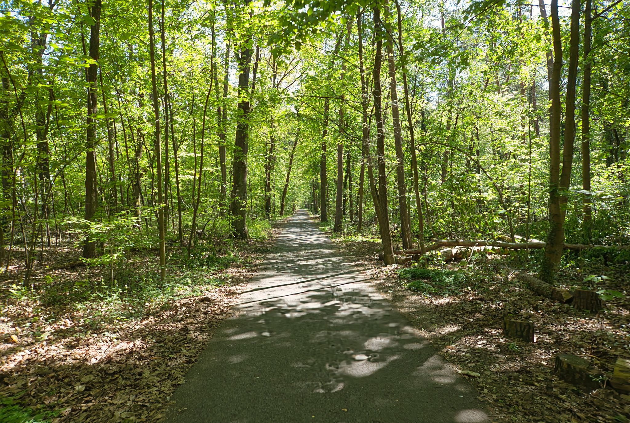 durch den Stadtpark von Bamberg