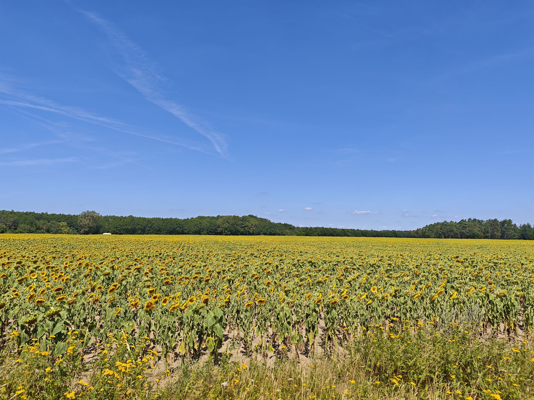 Ein Meer aus Sonnenblumen! Was will man mehr?