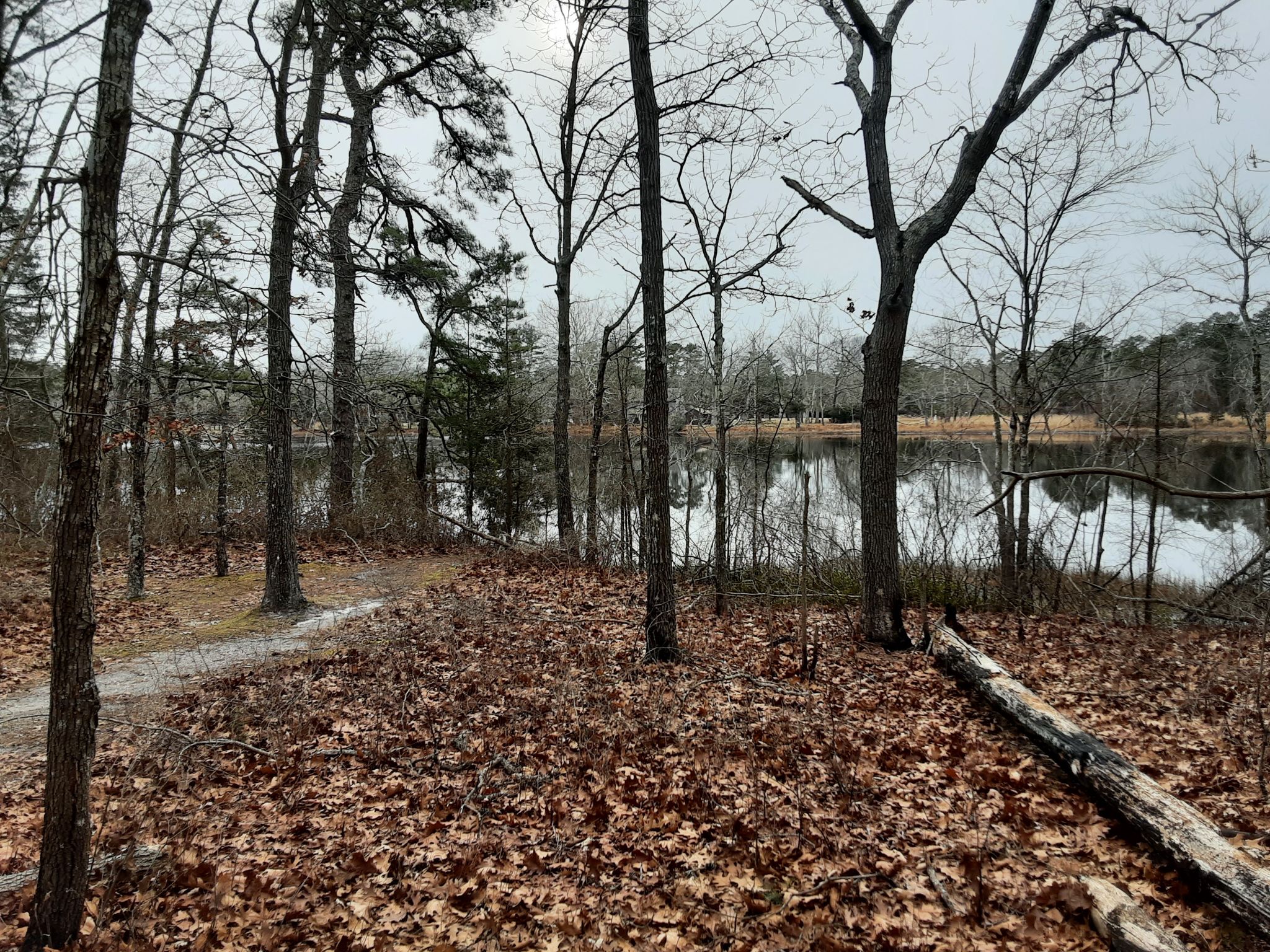 Overcast view of a forest path leading to a calm lake. - Batsto Red Trail