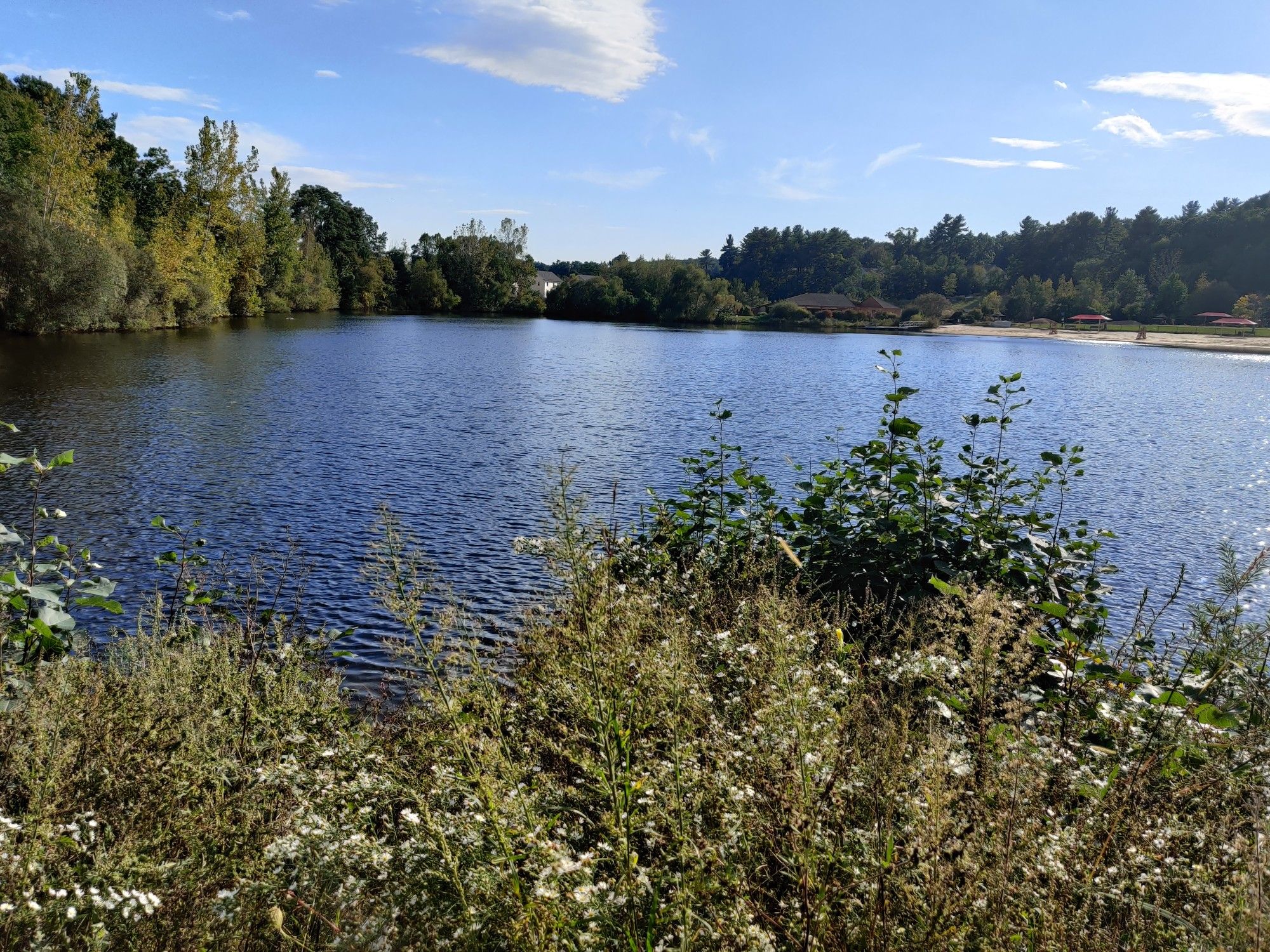 Sunny lake view with green foreground plants, distant trees, and a sandy shore. - Bruce Freeman Rail Trail - Reformatory Branch Trail Loop