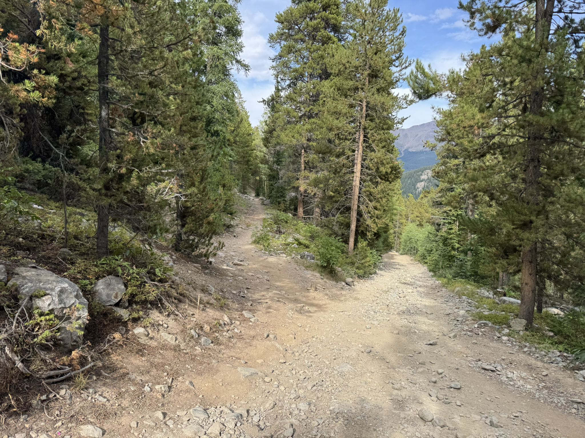 A dirt trail forks in a dense evergreen forest on a bright day. - Francie's Cabin – Burro Trail loop from Breckenridge