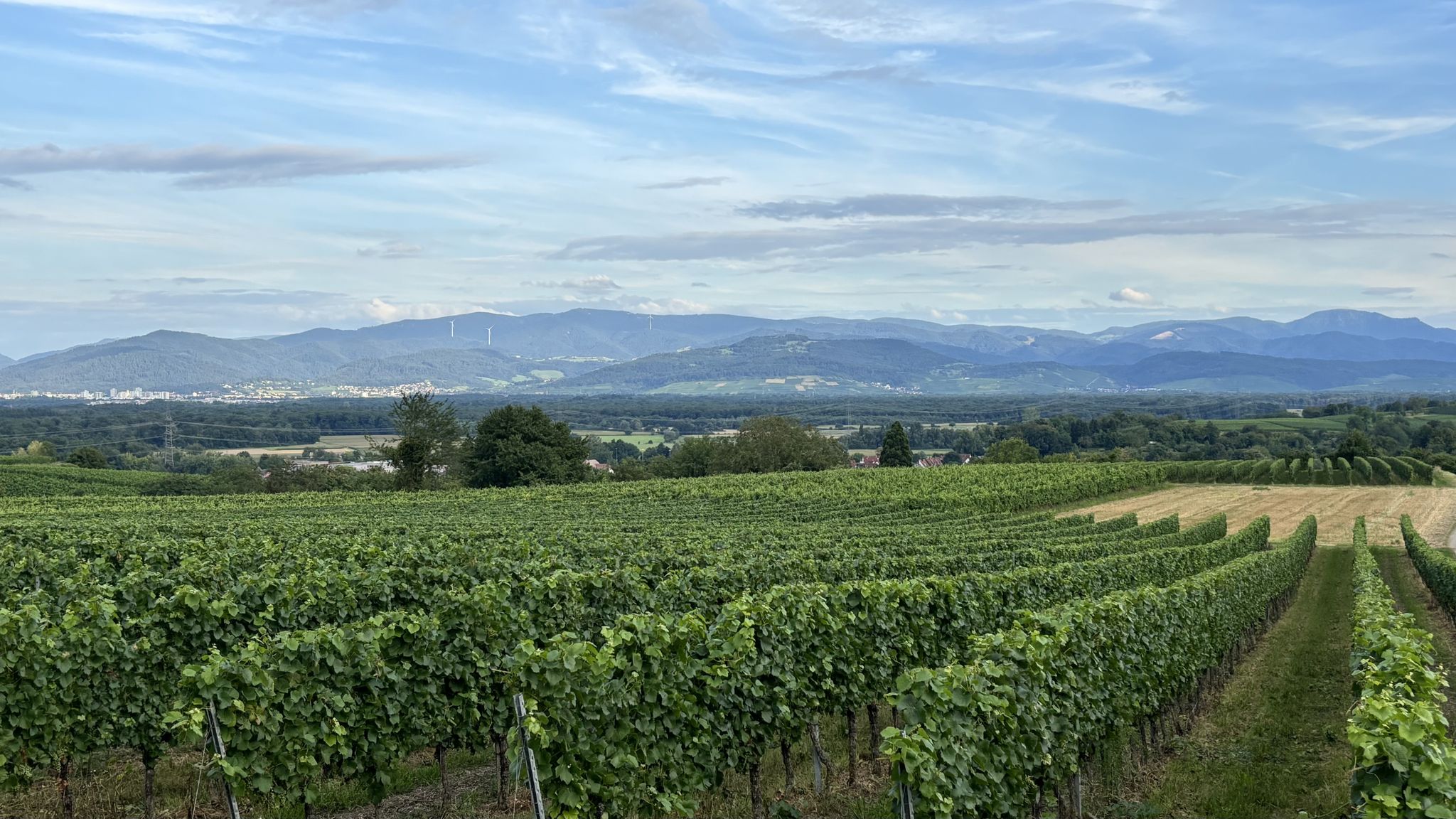 ...auf Freiburg und den Schwarzwald gen Osten ...