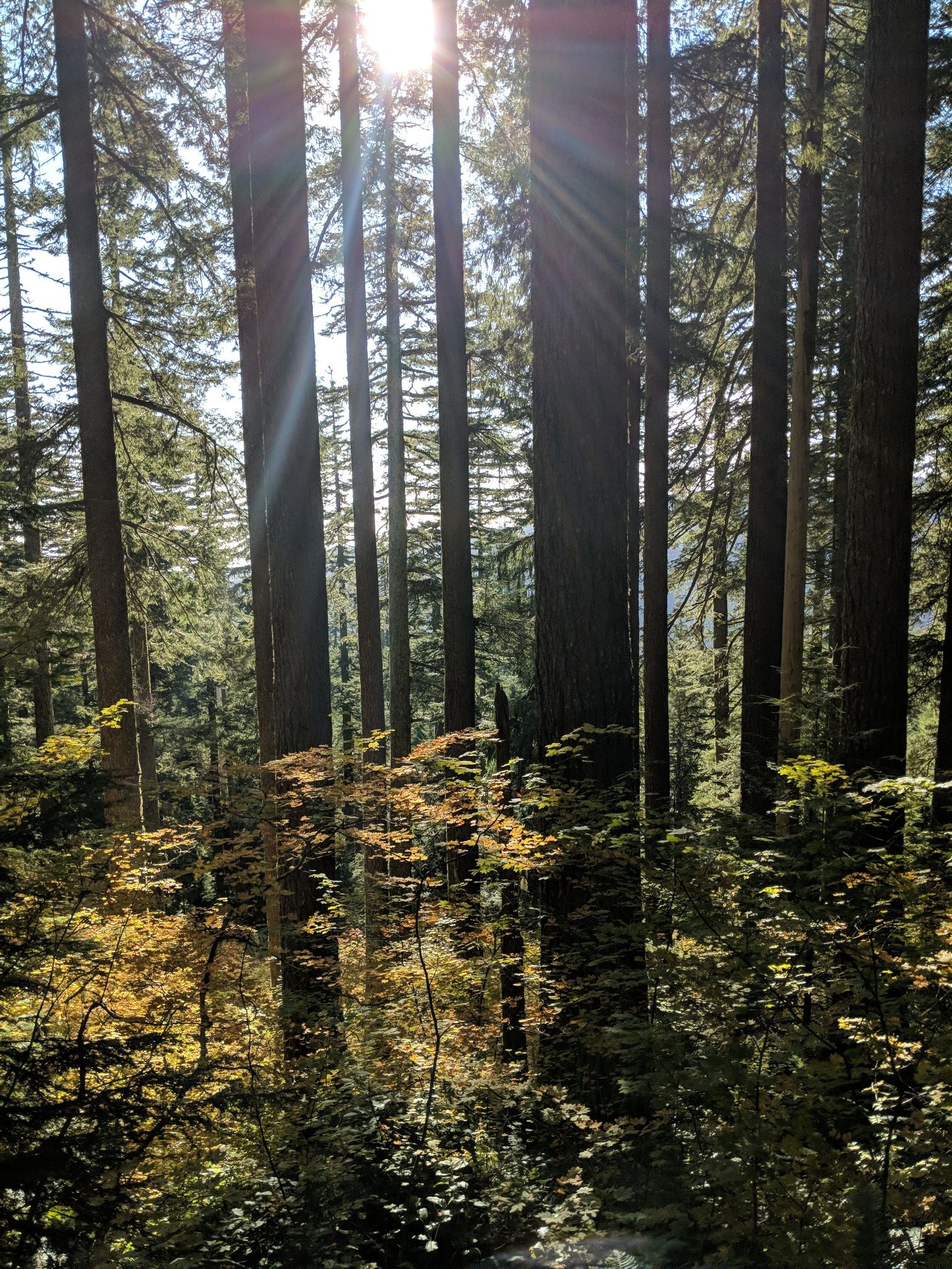 Sunlight streams through tall evergreen trees, illuminating the forest undergrowth. - Marys Peak East Ridge and North Ridge Loop