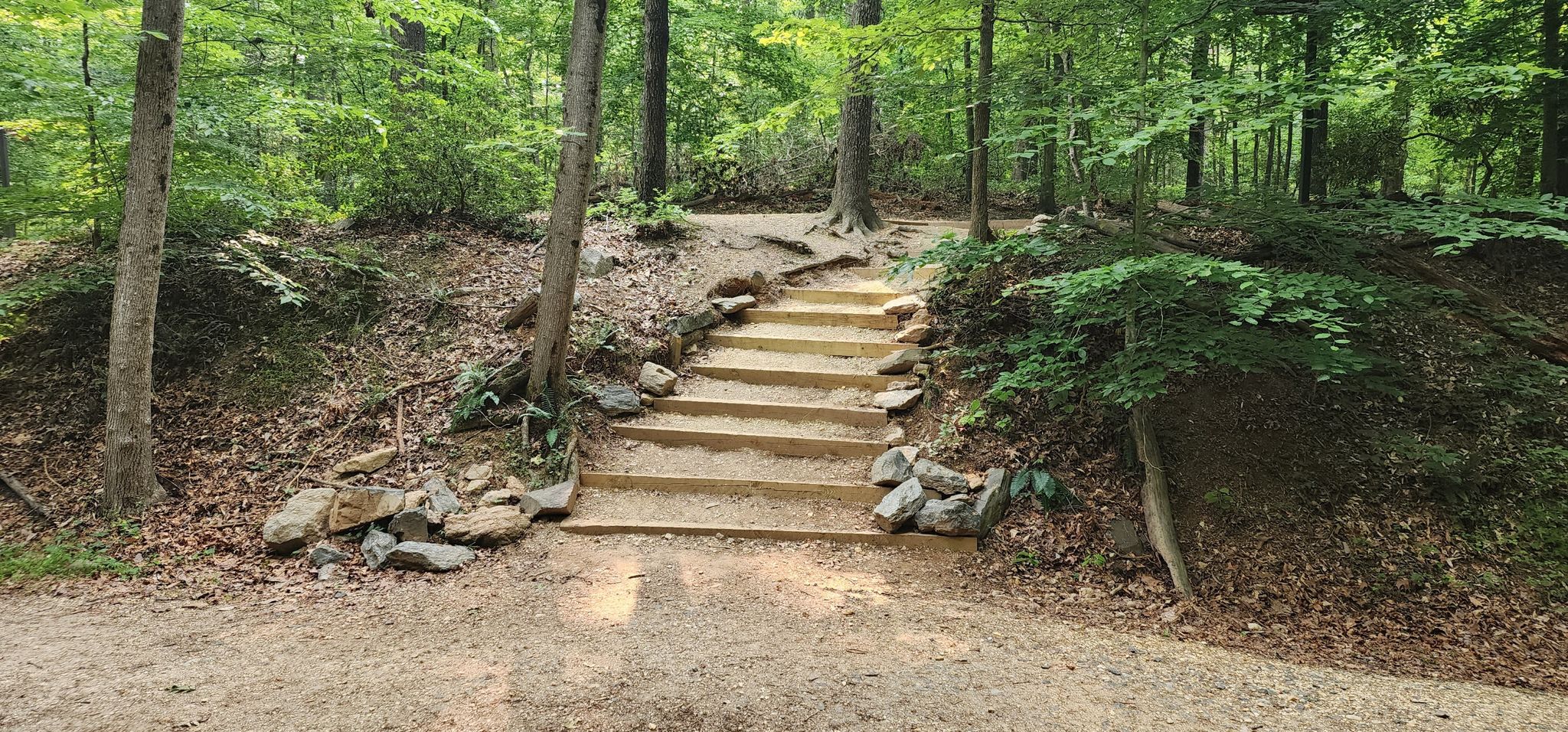 Wooden steps ascend a dirt path through a sunlit, green forest. - Difficult Run and Cross County Trail Loop