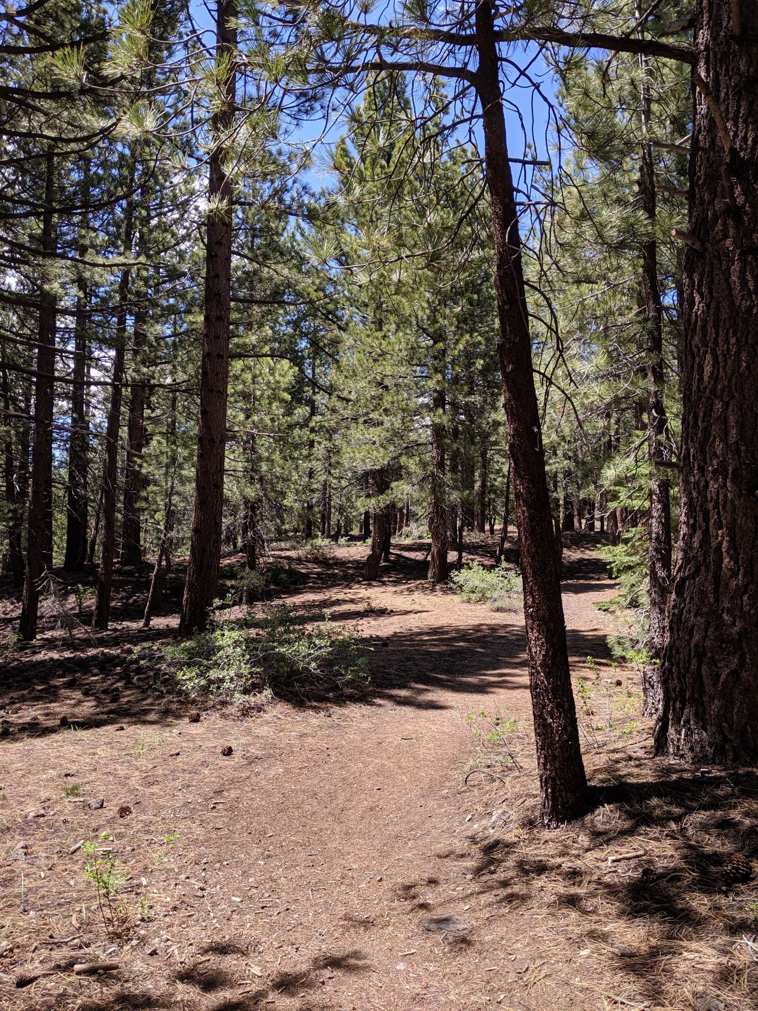 A sun-dappled dirt path winds through a dense pine forest. - Inyo Craters Trail
