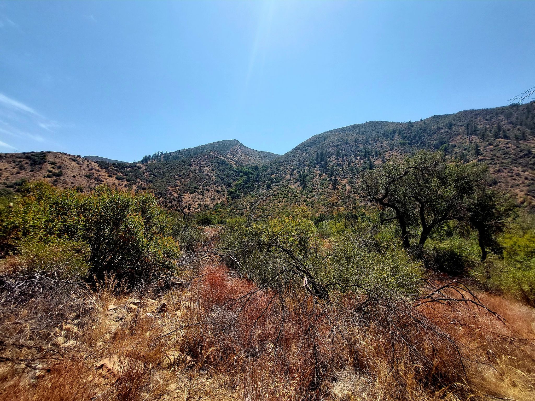 Sunny mountain landscape with dry brush and green trees under a blue sky. - Santa Paula Canyon Trail to Punch Bowls