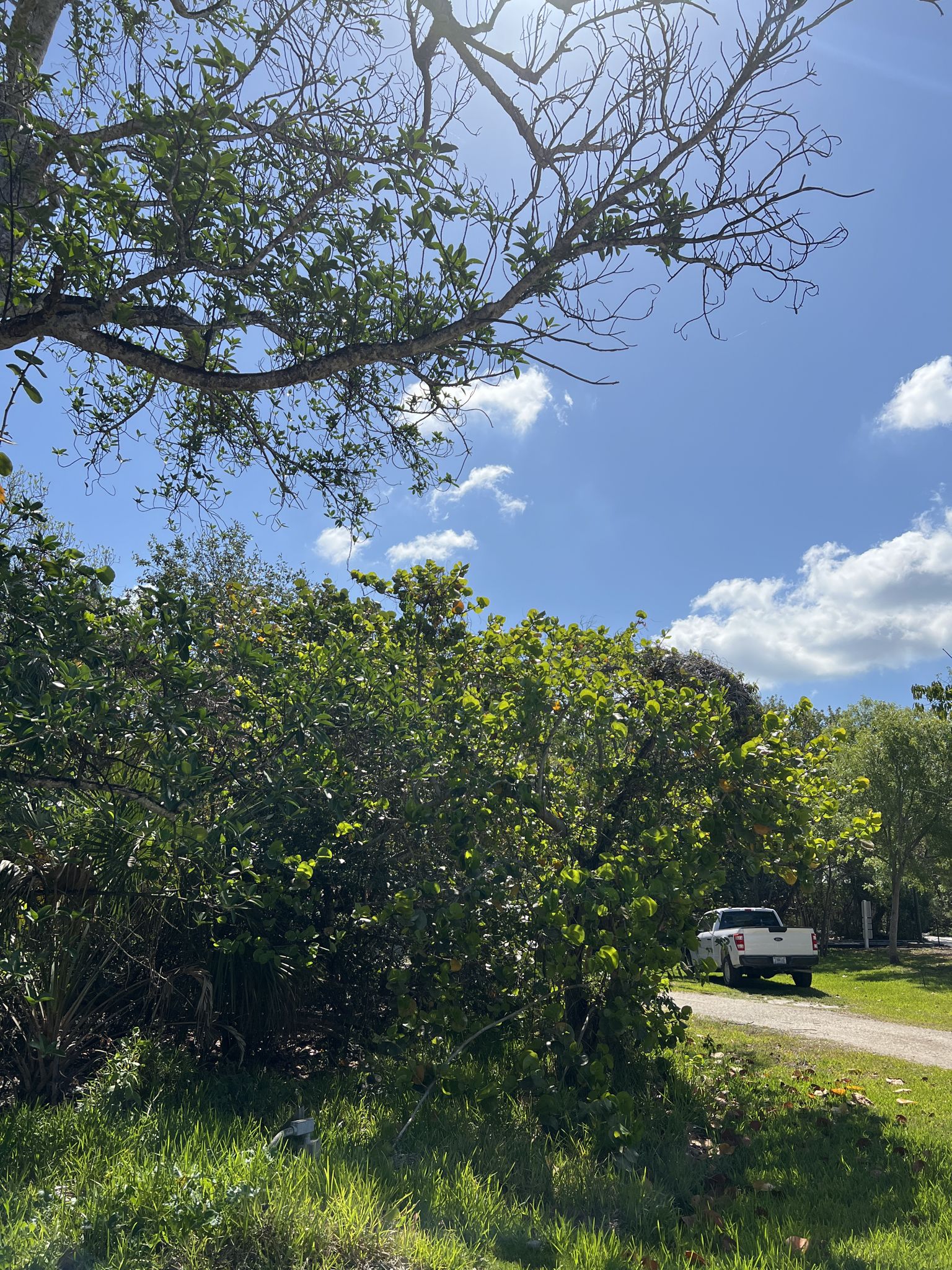 Sunny day with a white truck on a dirt road, surrounded by trees. - Hiking loop from Sanibel Island