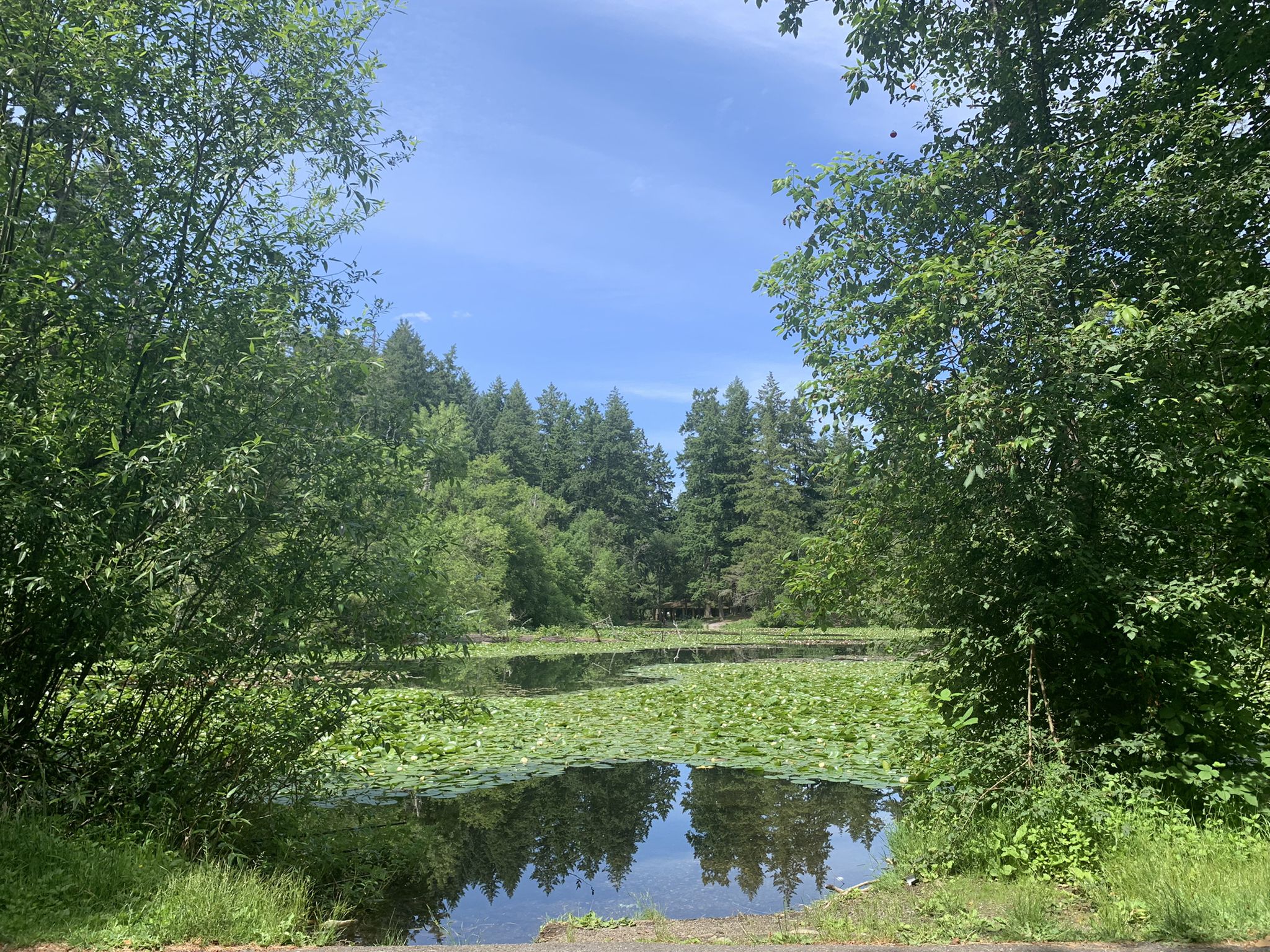 Sunny view of a pond covered in lily pads, surrounded by lush green trees. - Spanaway Lake Trail