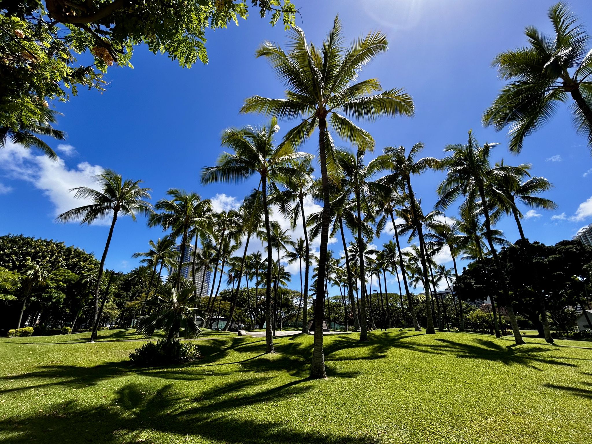 Tall palm trees on a sunny green lawn under a bright blue sky. - Waikiki Beach – Duke Kahanamoku Statue loop from University of Hawaiʻi at Mānoa