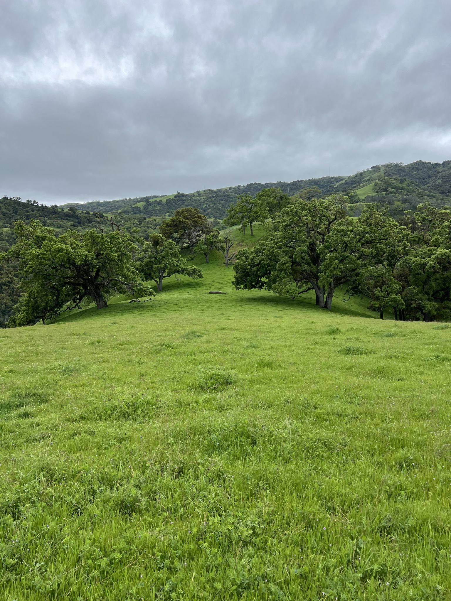 Rolling green hills with scattered oak trees under a cloudy, grey sky. - Little Yosemite – Little Yosemite loop from Sunol Regional Wilderness