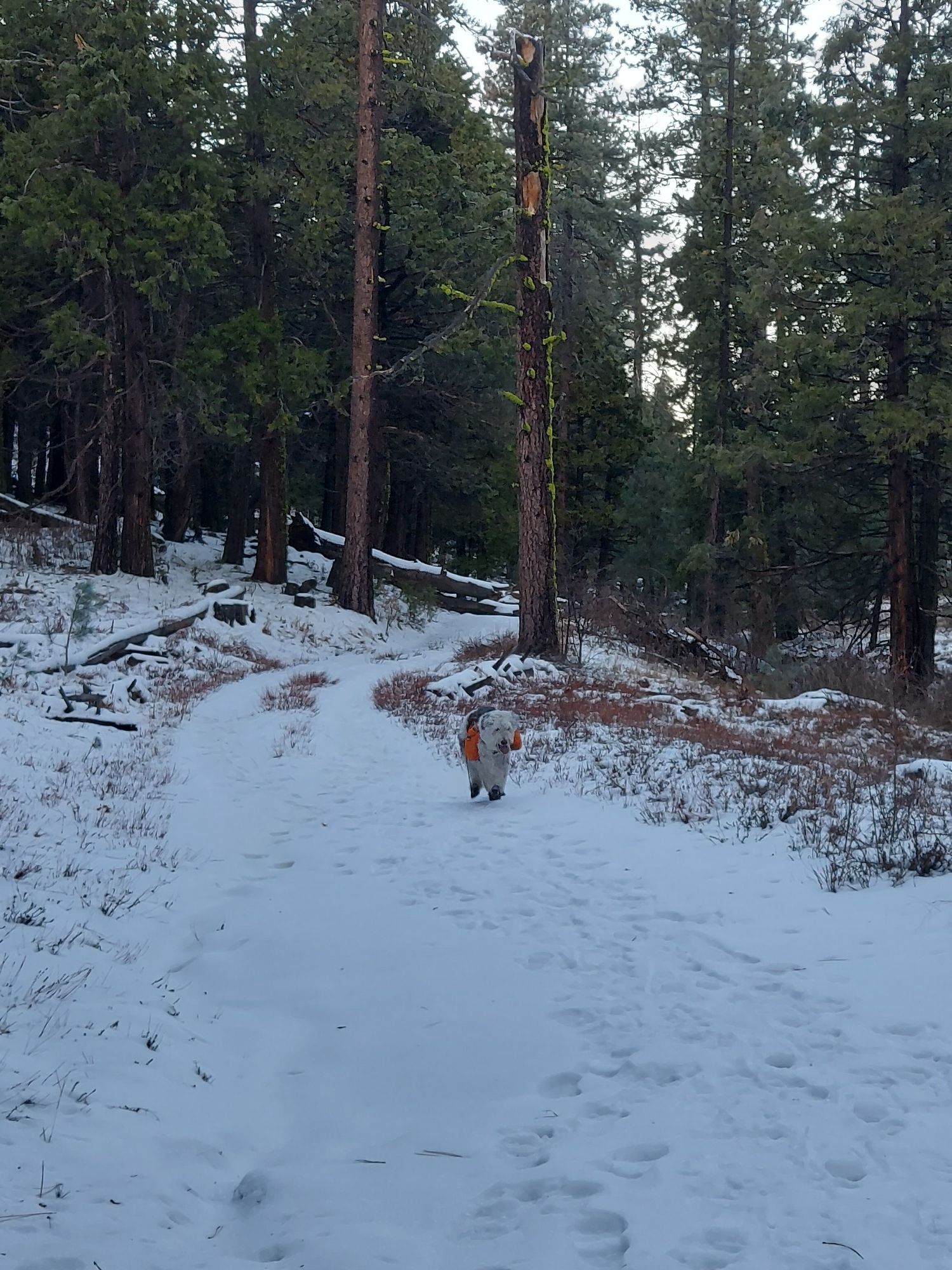 Person walks away on a snowy forest path under diffused light. - Los Gatos Ravine and Agua Dulce Loop