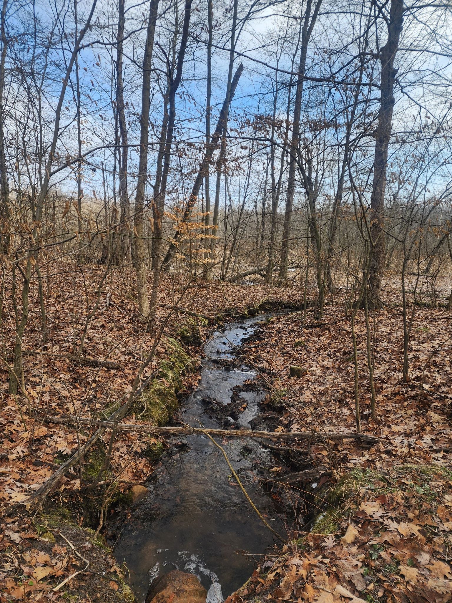 Small stream flowing through a forest floor covered in autumn leaves. - Spirit Springs Sanctuary Trail