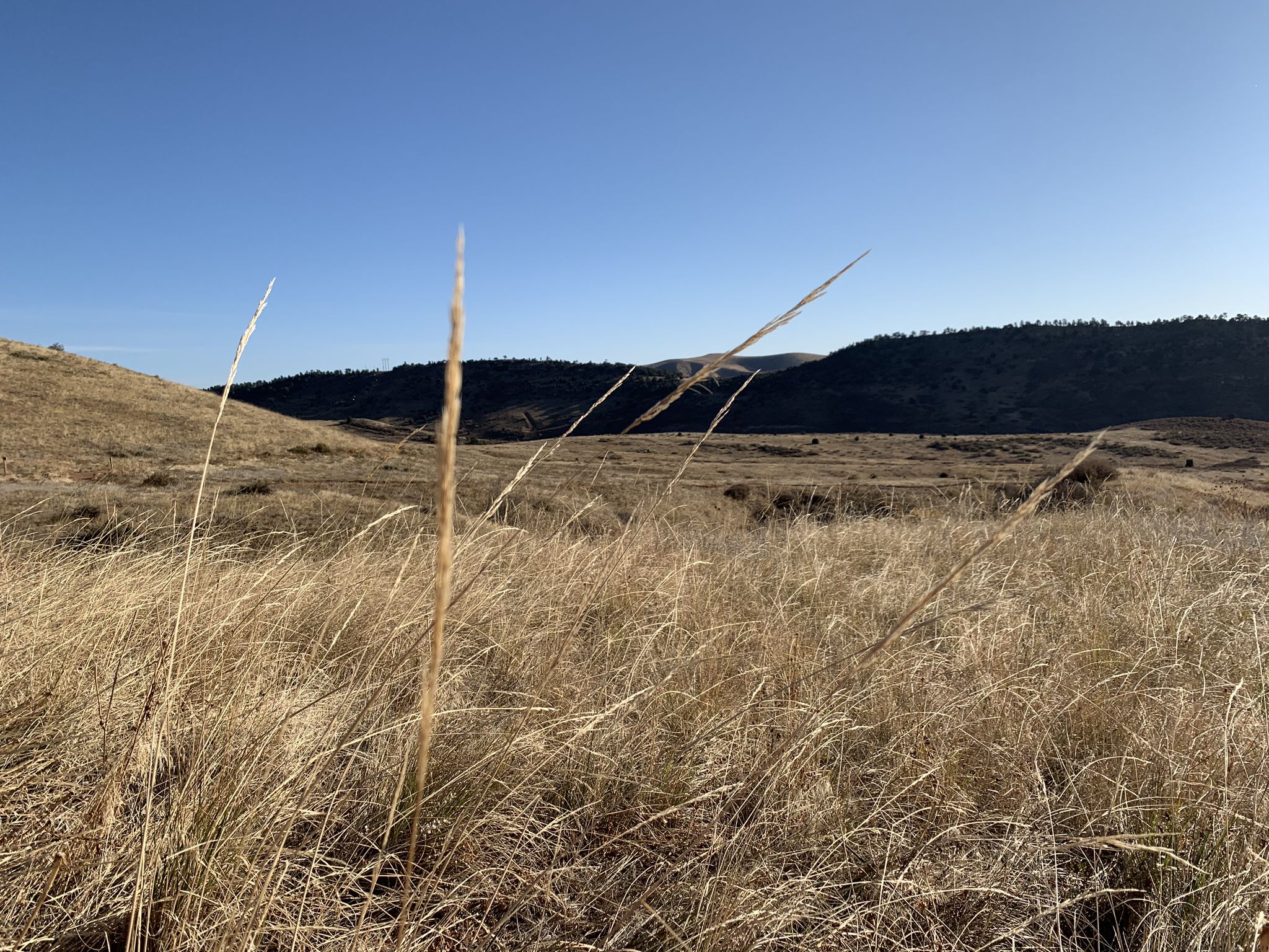Close-up of tall dry grass with rolling hills and blue sky in background. - Red Rocks Trail to Cherry Gulch Loop