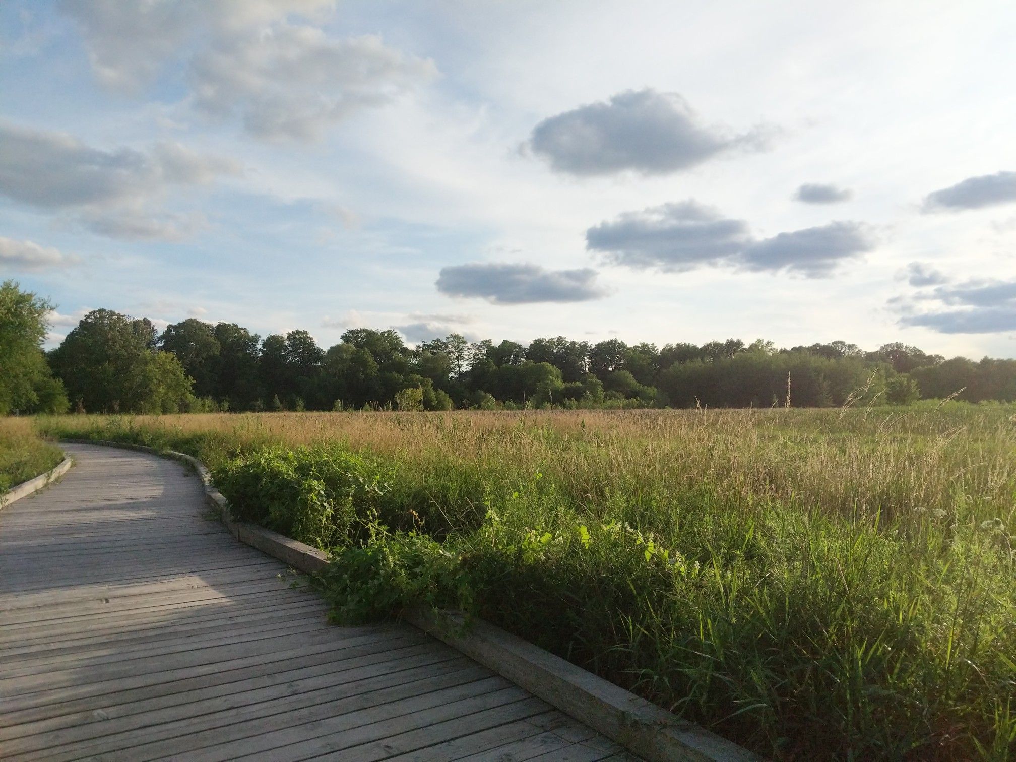 grass fields
