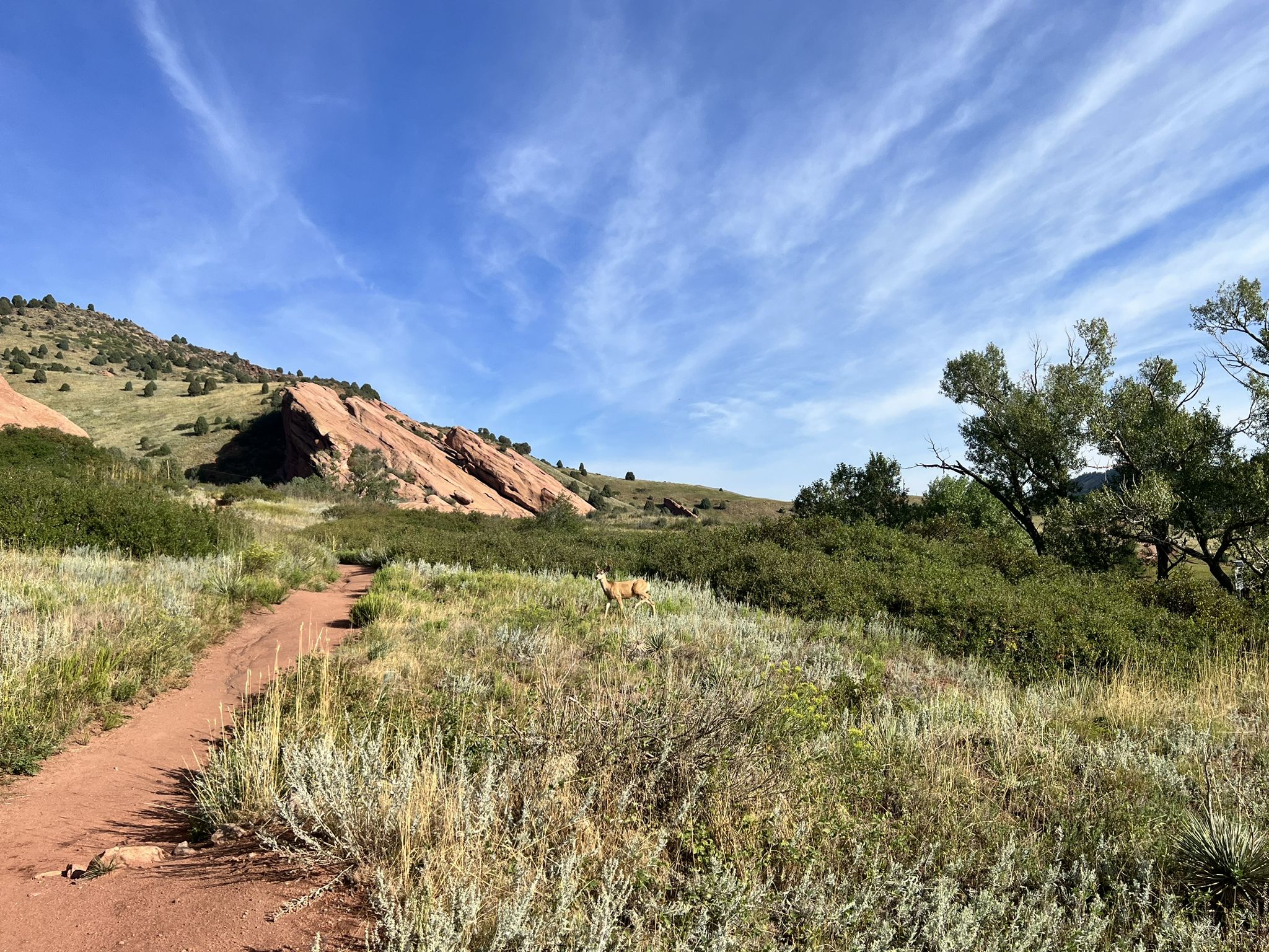 Dirt path through grassy hills, red rock formations, and a blue sky. - Bear Creek/Dakota Ridge loop