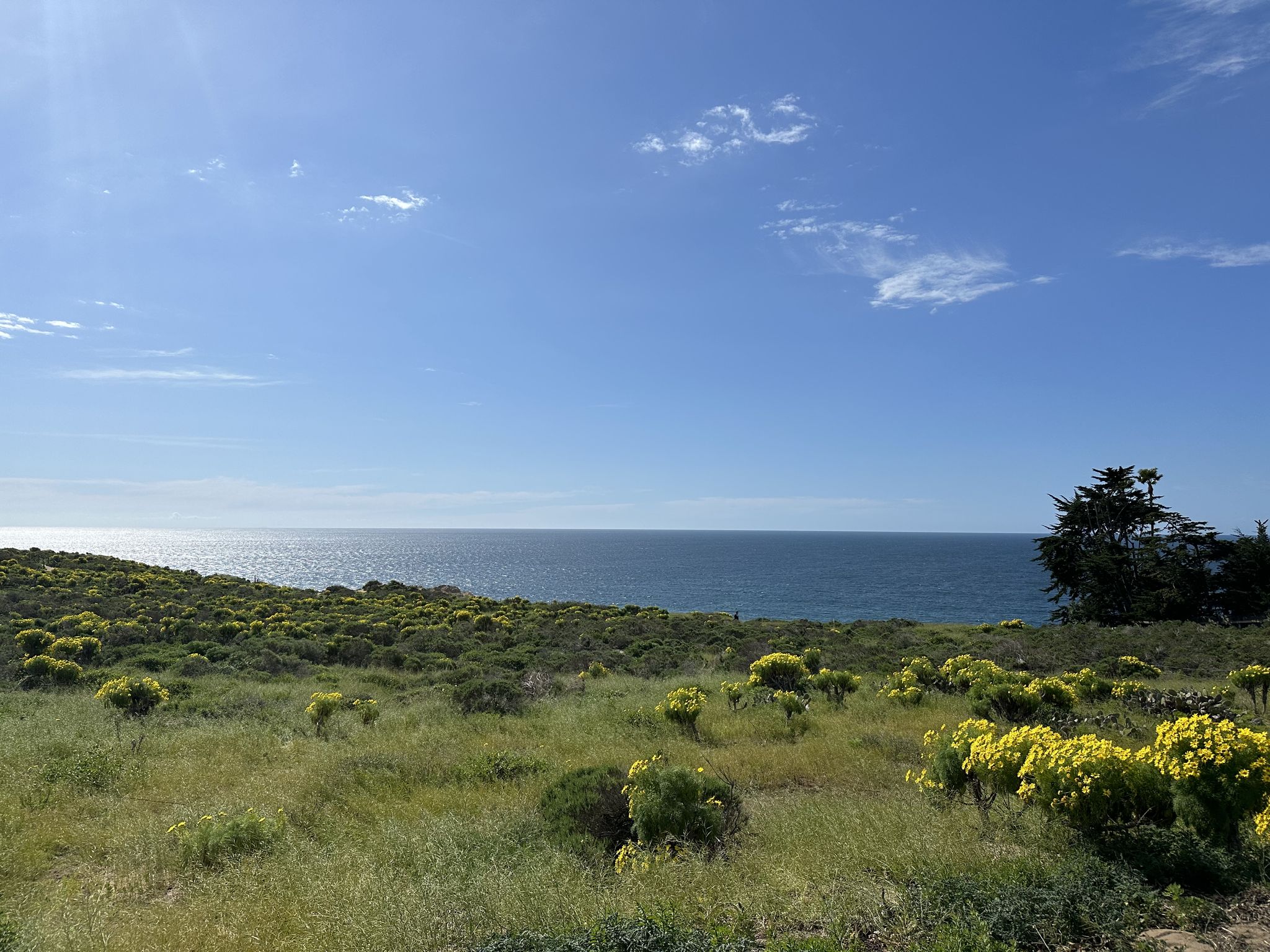Bright sunny day over ocean with green and yellow coastal wildflowers. - Zumas & Trancas Canyon loop from Dan Blocker Beach