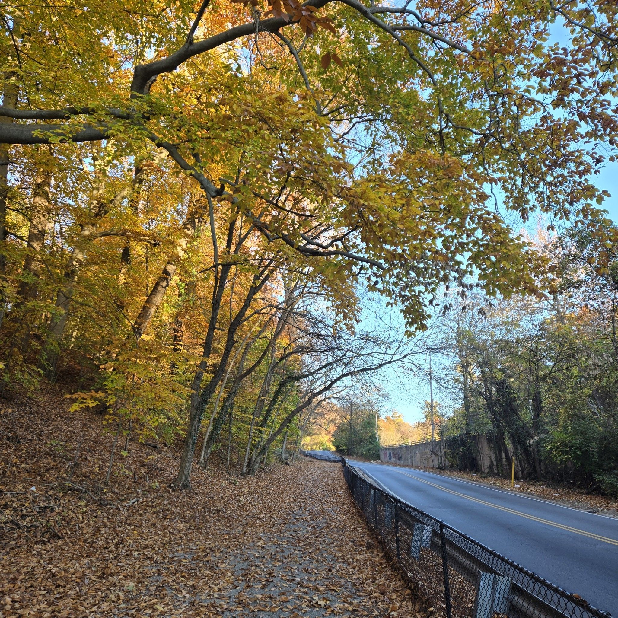 Sunny autumn day with yellow trees lining a road and fence. - Gwynns Falls Trail