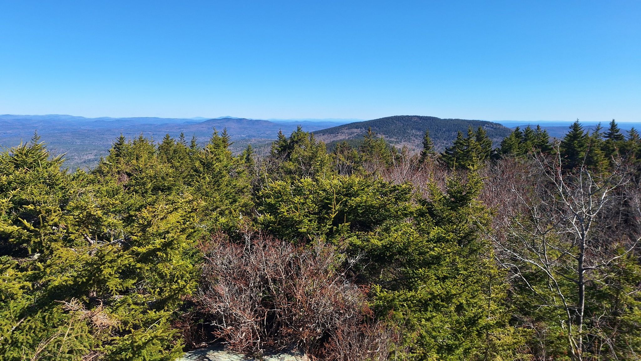 Evergreen trees frame a distant mountain range under a bright blue sky. - Pack Monadnock Mountain loop from Pack Monadnock Mountain
