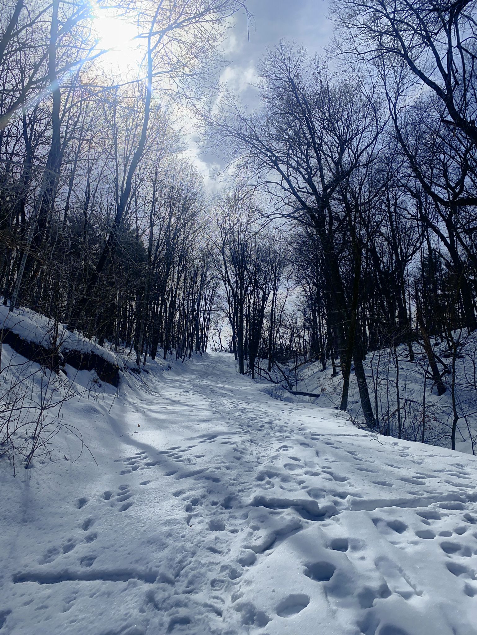 Snowy path with footprints through a bare forest, bright sun overhead. - Stone House Trail