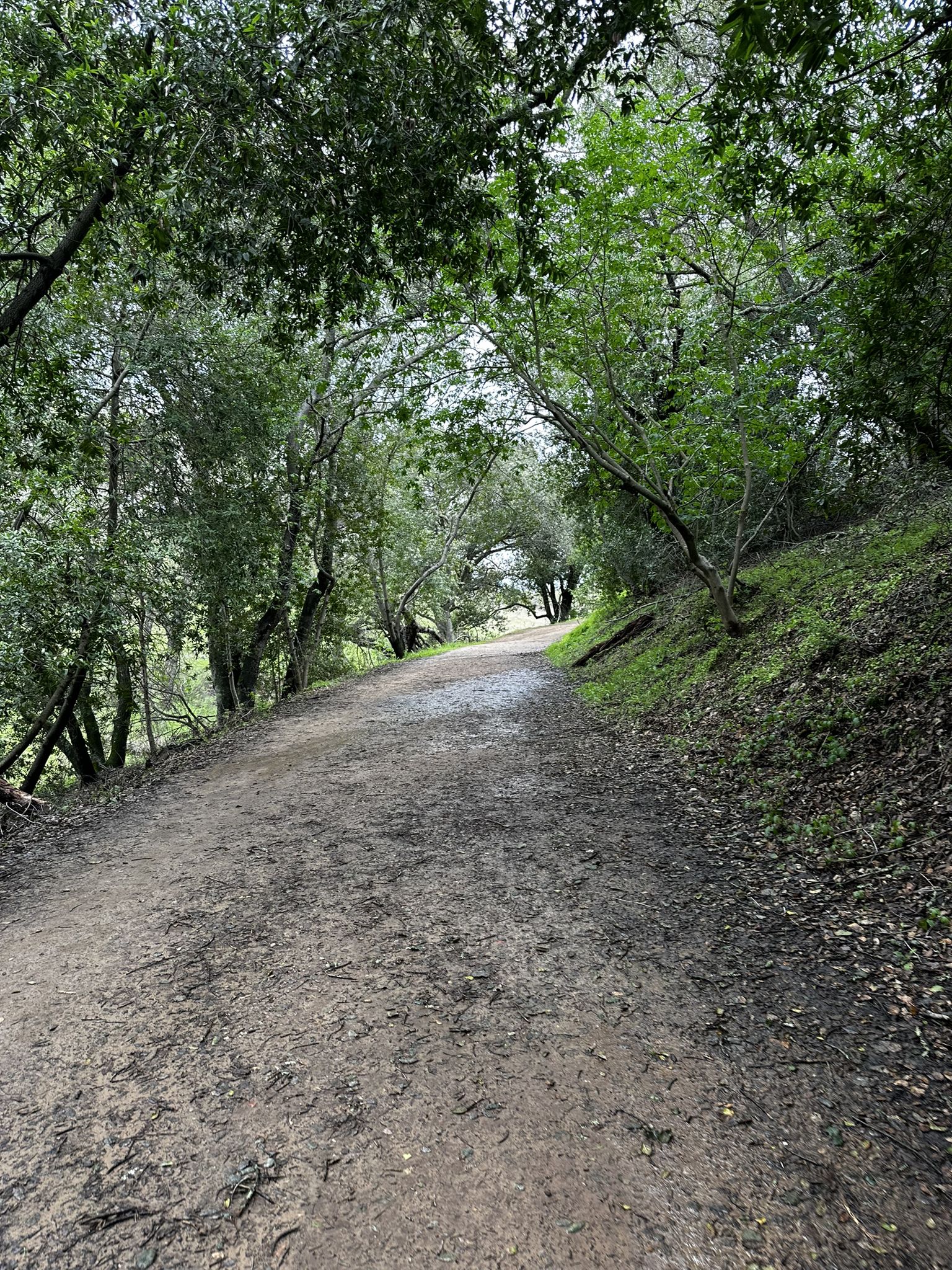 A shaded dirt path winds through a dense forest with green trees overhead. - McAbee Entry – Senador Mine Trail loop from Castillero Middle School