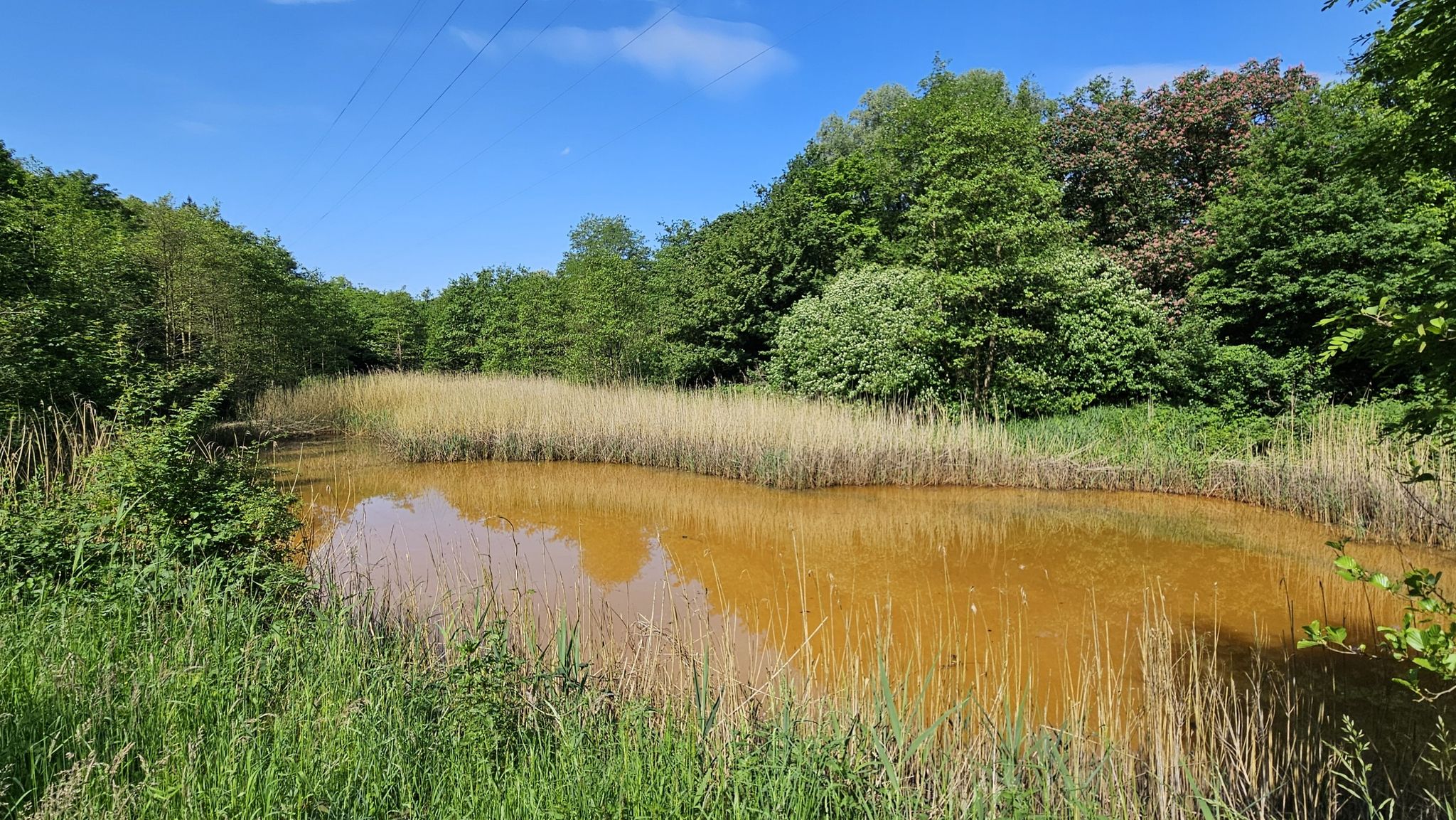 Waldsee mit interessanter Tönung
