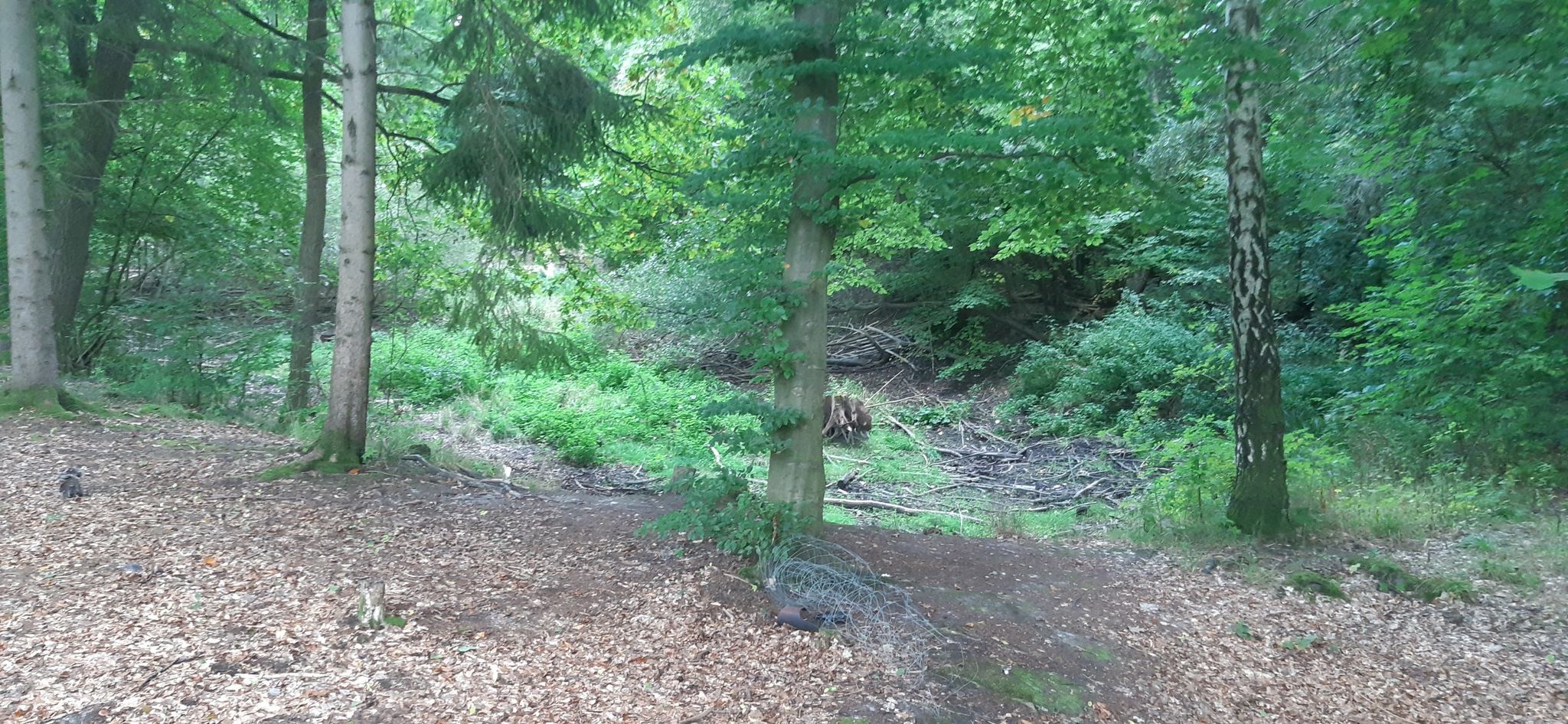 Der Teich ist leer