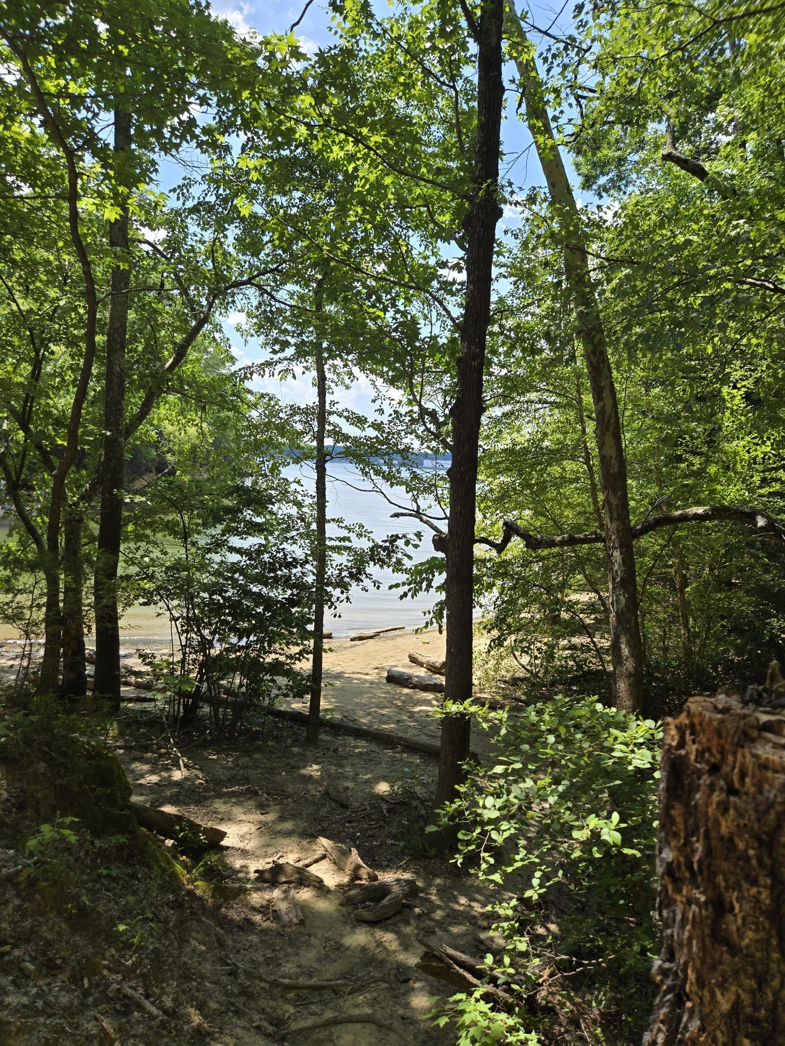 Bright sunlight filters through green trees to a sandy beach and calm water. - Porter Branch loop from McDowell Nature Preserve