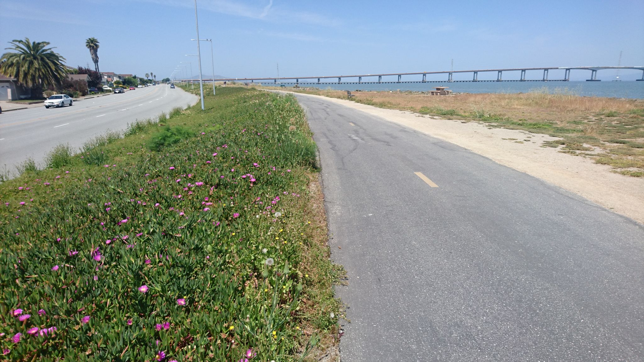 Paved road and path with flowering groundcover, a distant bridge, and blue sky. - Foster City Levee Trail