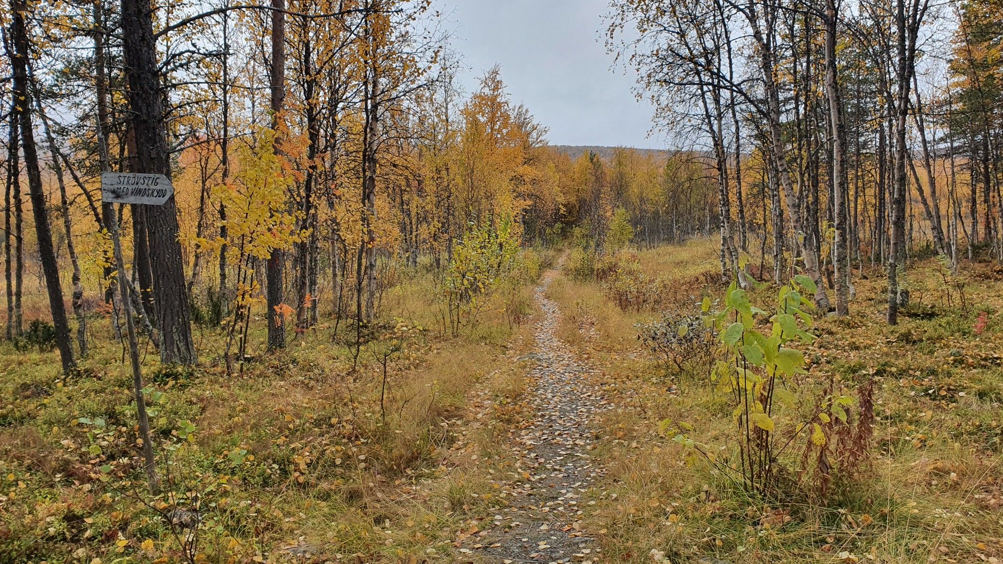 kungsleden 
