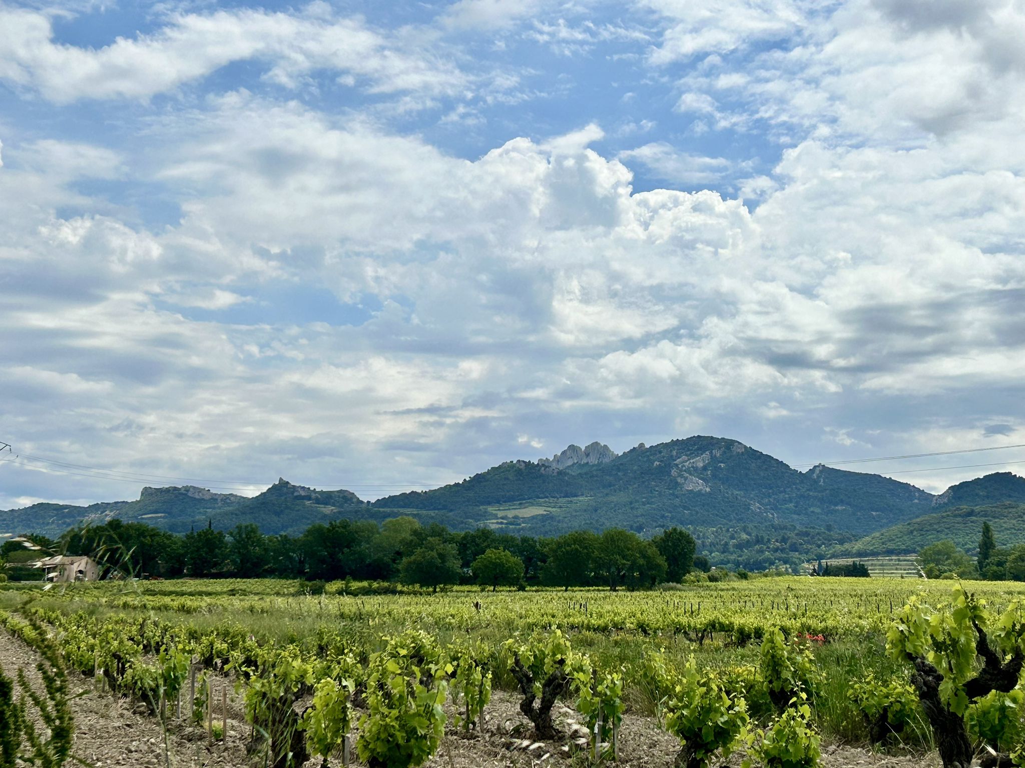 Dentelles de Montmirail