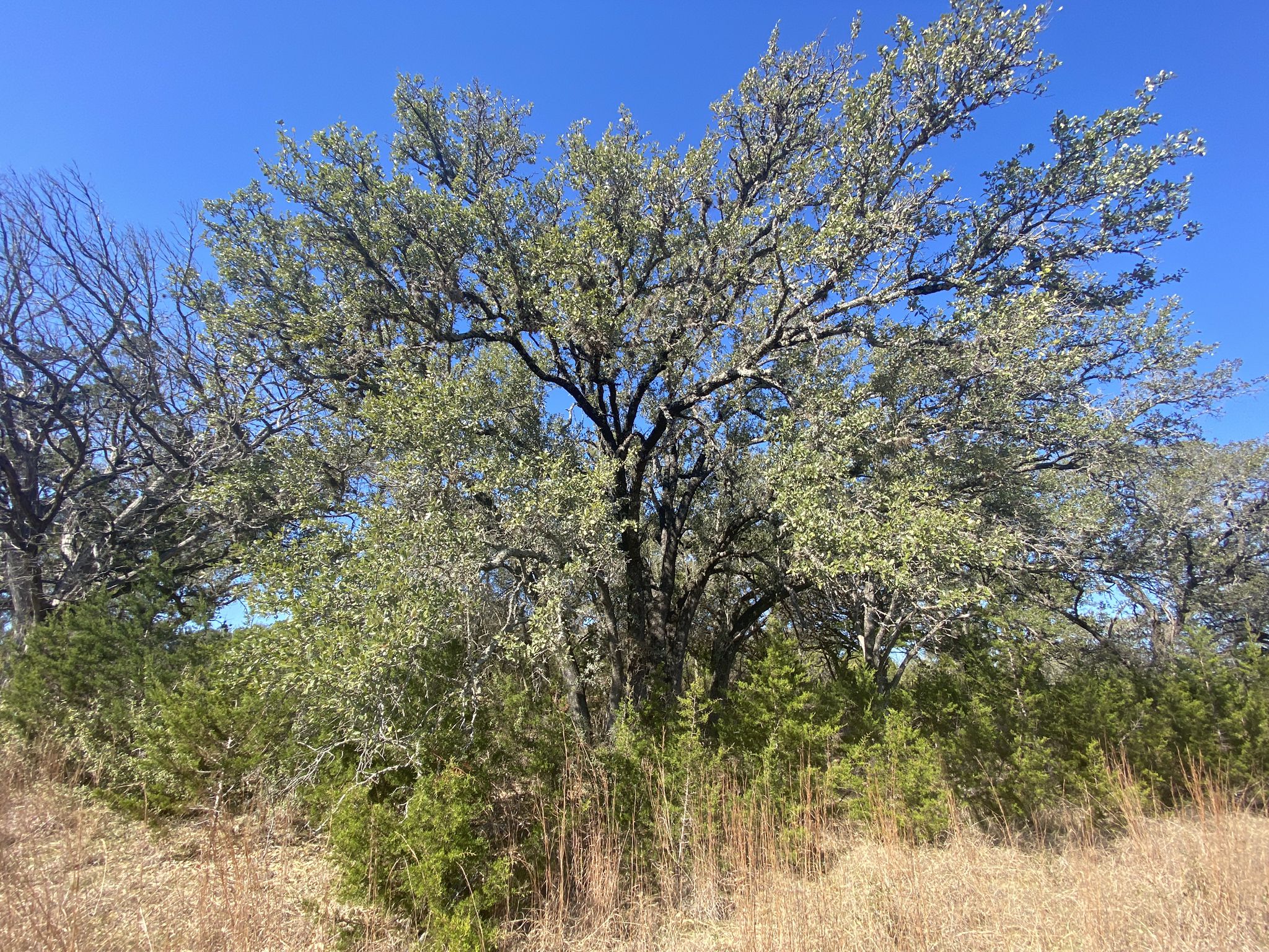 Large, leafy green tree stands tall against a clear blue sky. - Juniper Trail Loop