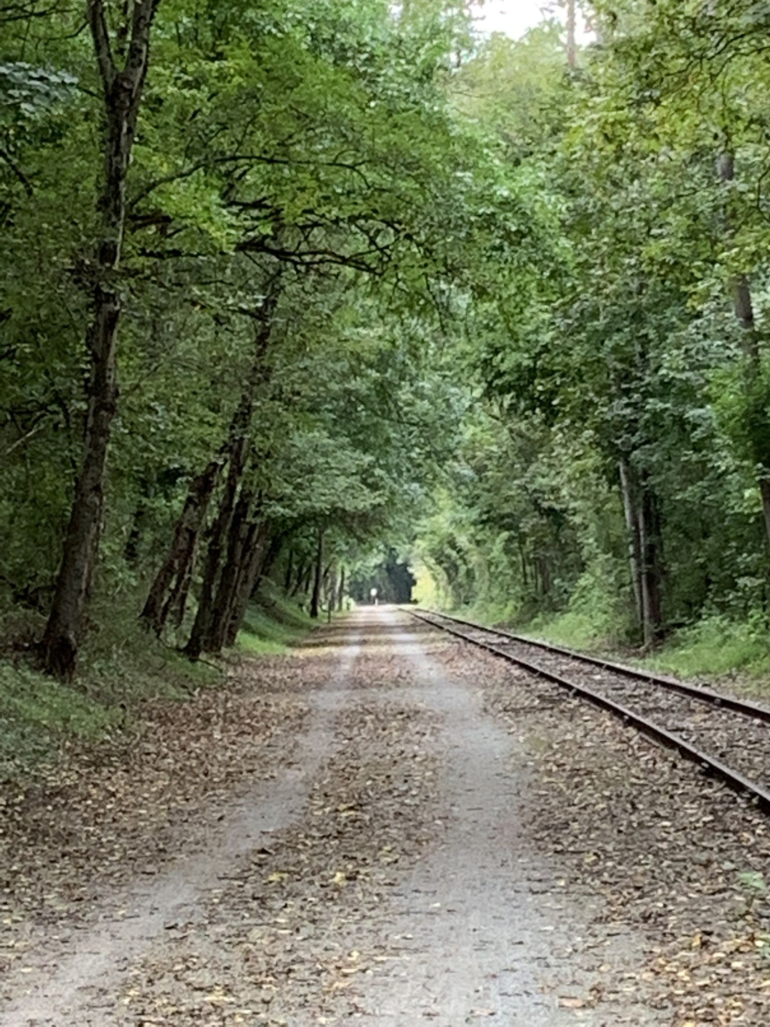 A shaded dirt path and railroad tracks through a dense green forest. - Seven Valleys Parking Lot – Four Springs Winery loop from Jacobus