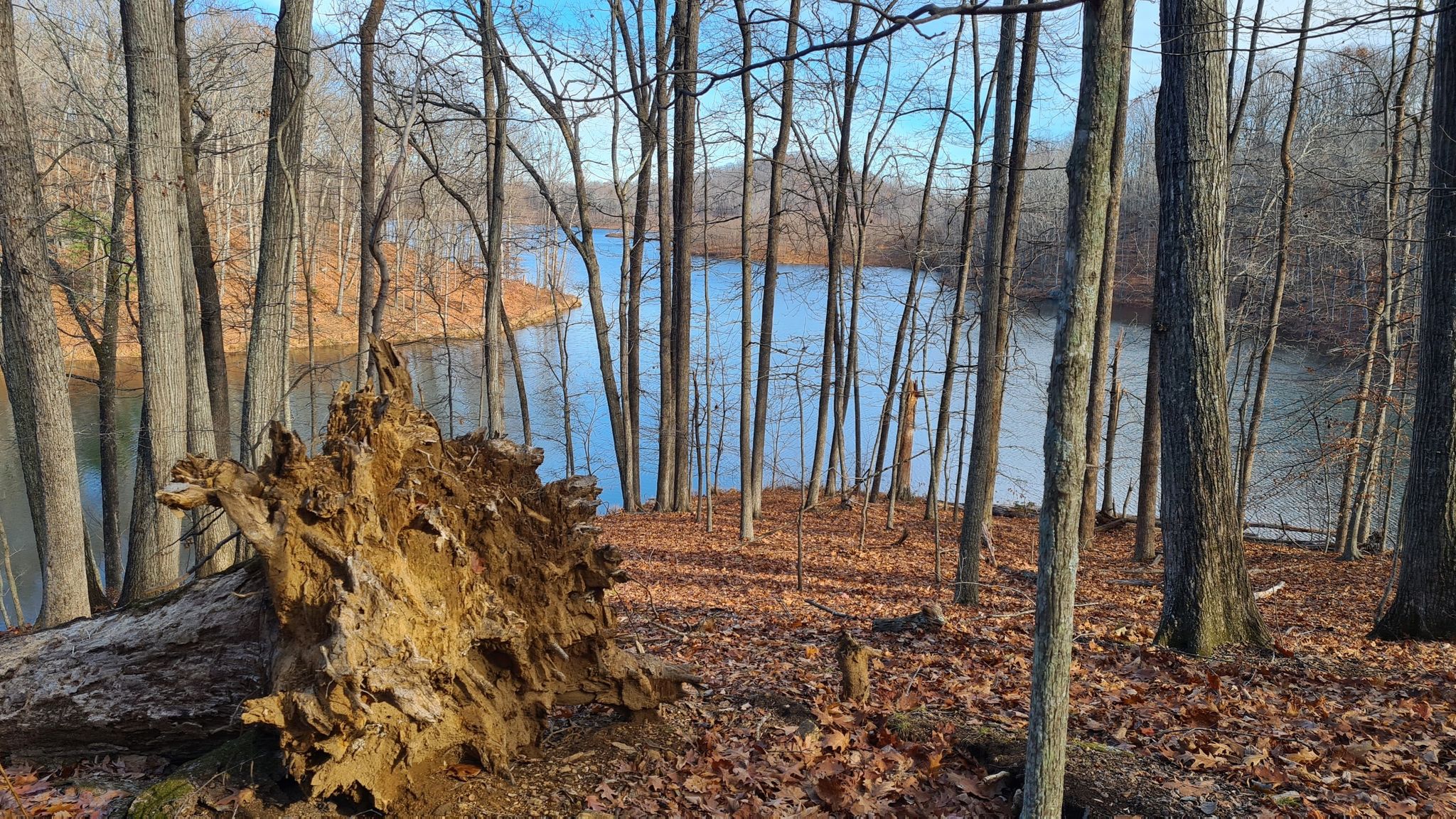 Fallen tree trunk on a leaf-covered hill overlooking a blue lake. - Ragged Mountain Lake Front Loop