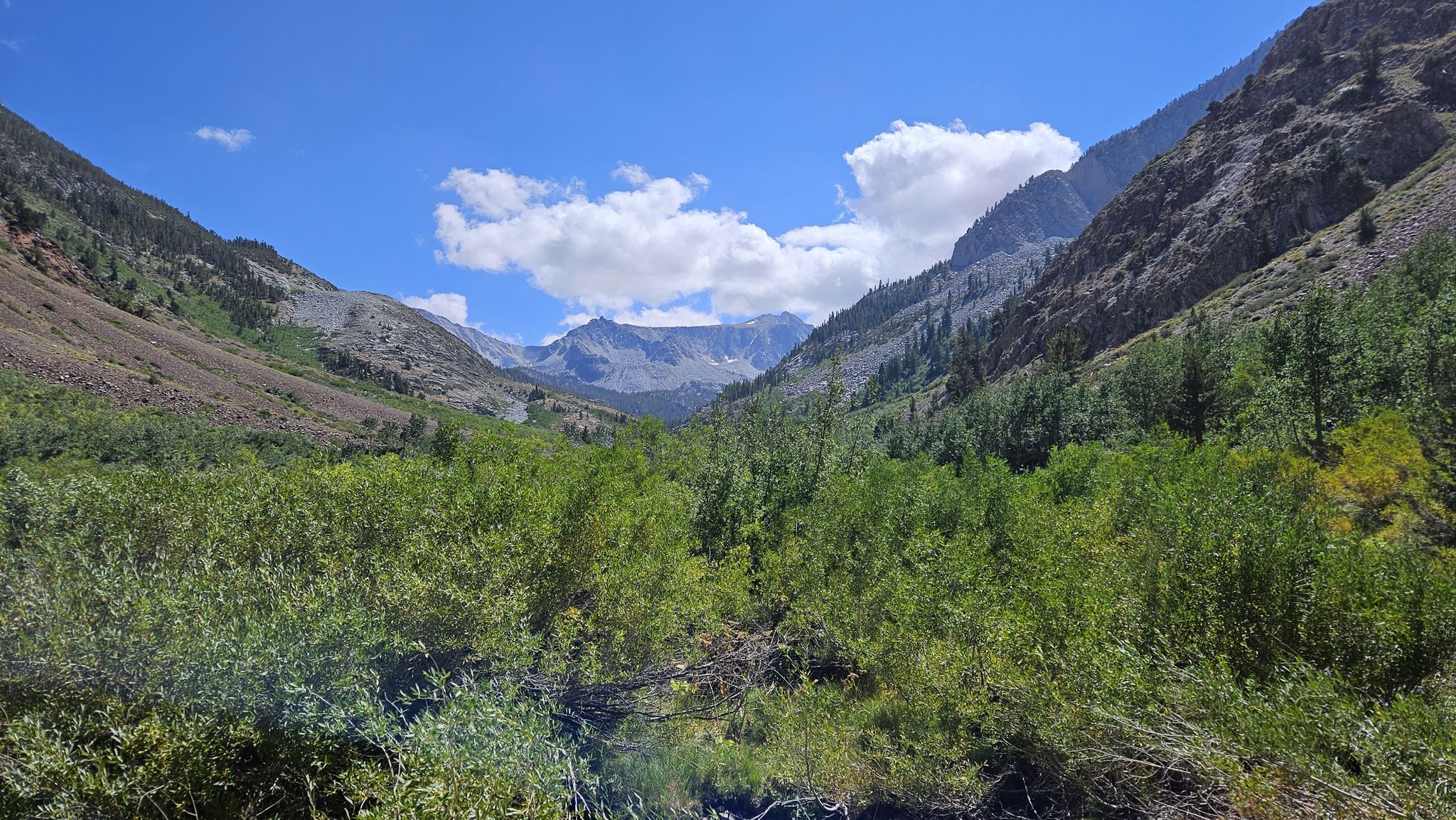 Wide mountain valley with dense green foliage and distant peaks under blue sky. - McGee Pass Trail
