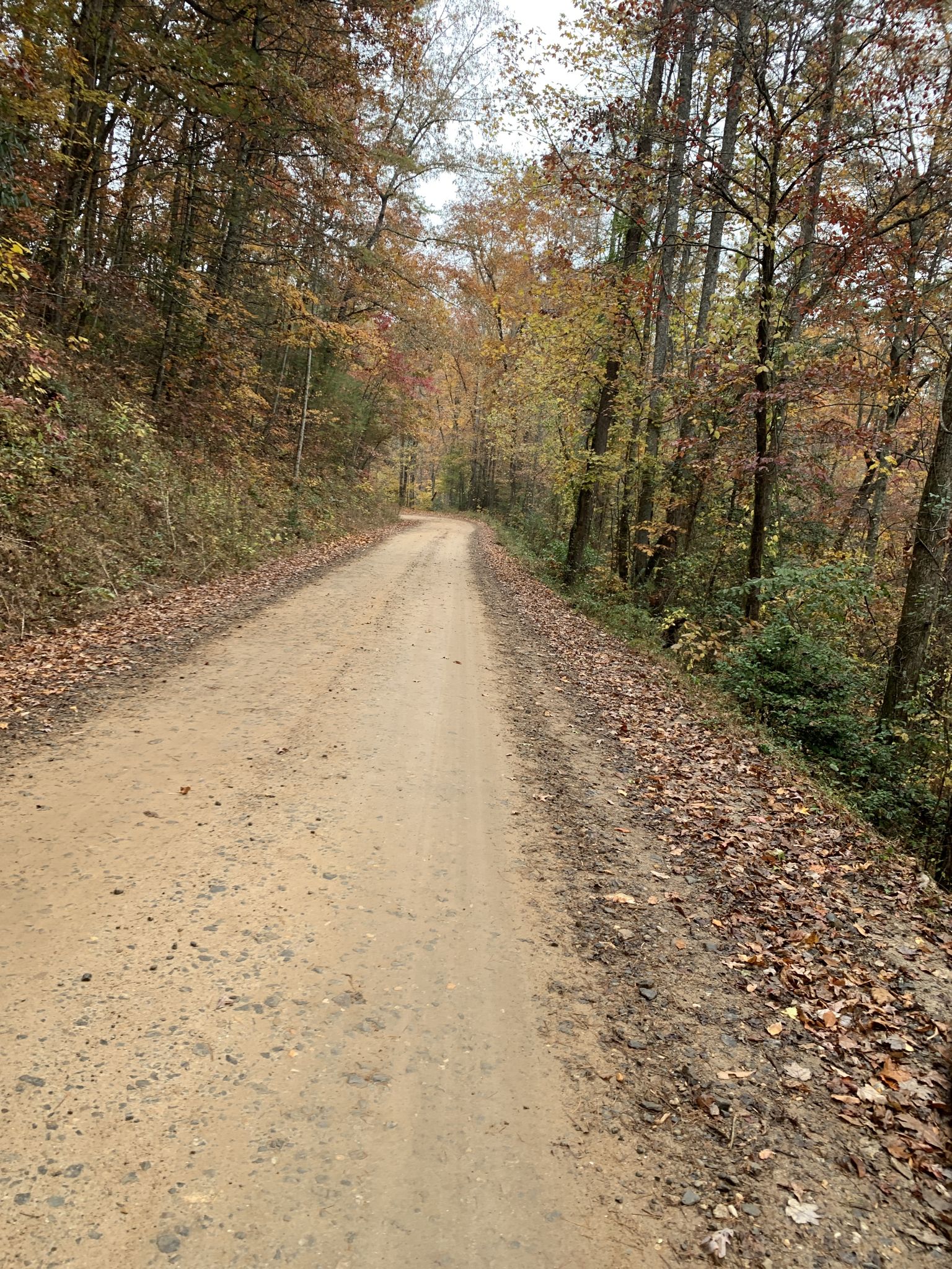 A dirt road winding through an autumn forest under an overcast sky. - Moss Creek Trail Junction – Bull and Jake Trail System loop from Jake Mountain Parking Lot