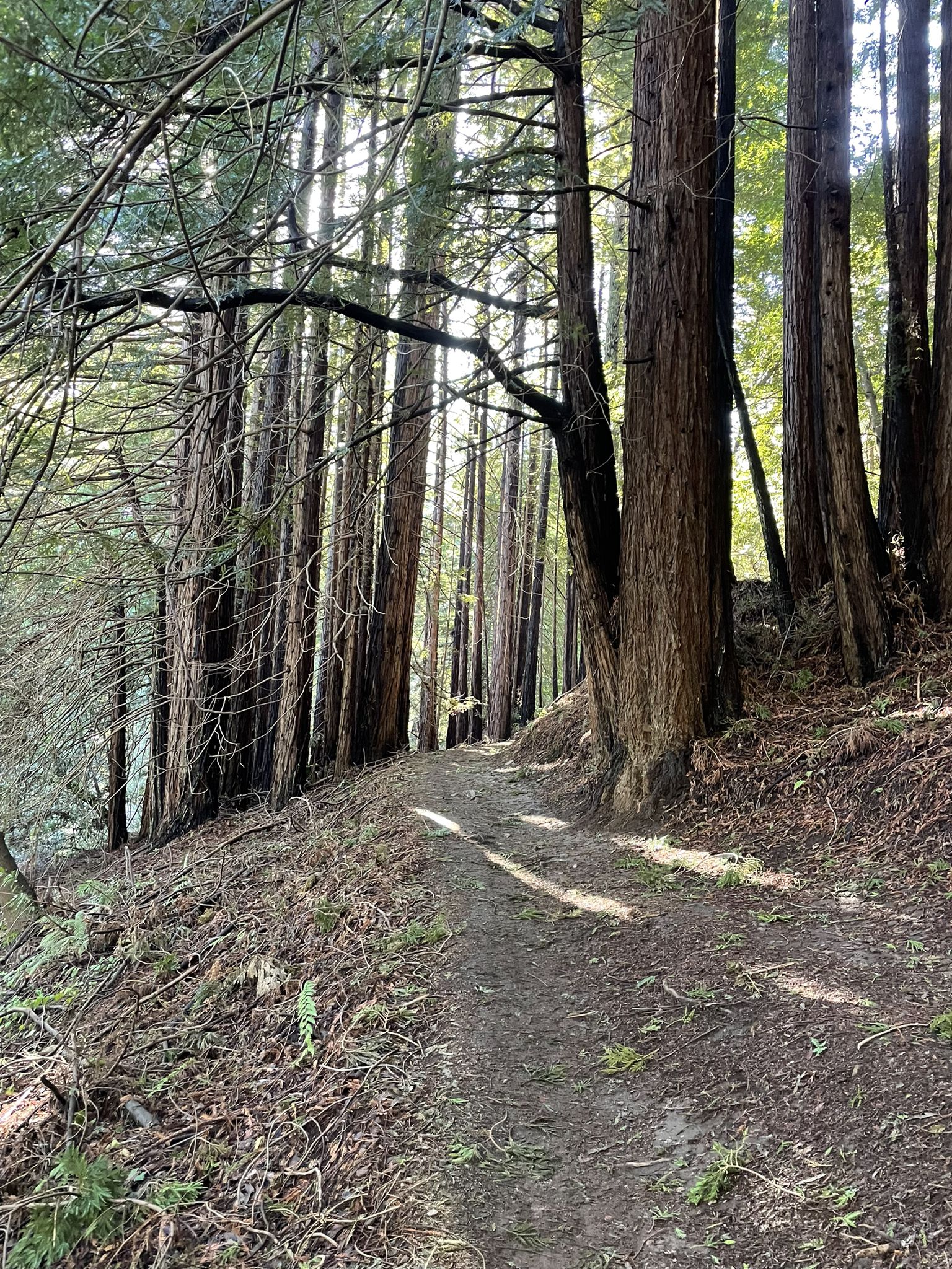 Dirt path winding along a sunlit hillside through a dense forest of tall trees. - Chuck Beebe Scenic Bench – Seep Zone Nature Reserve loop from Roaring Camp