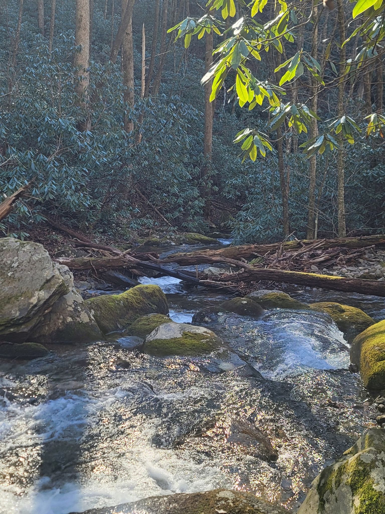 Sunlit stream flowing over mossy rocks through a dense green forest. - Green Knob and South Toe River Loop