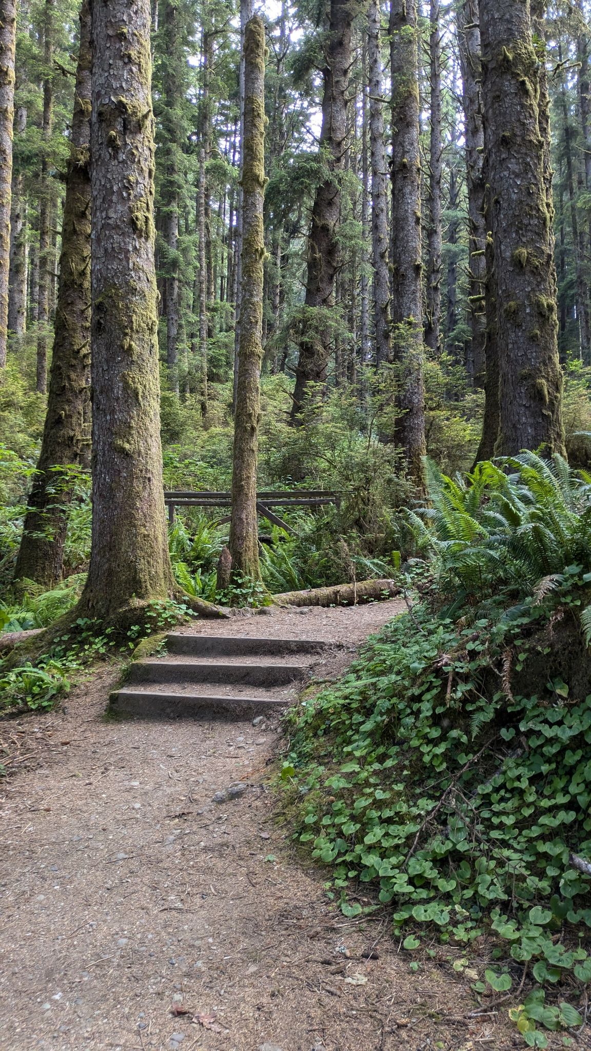 A dirt path with wooden steps leads into a dense, green forest. - Miner's Ridge and James Irvine Loop