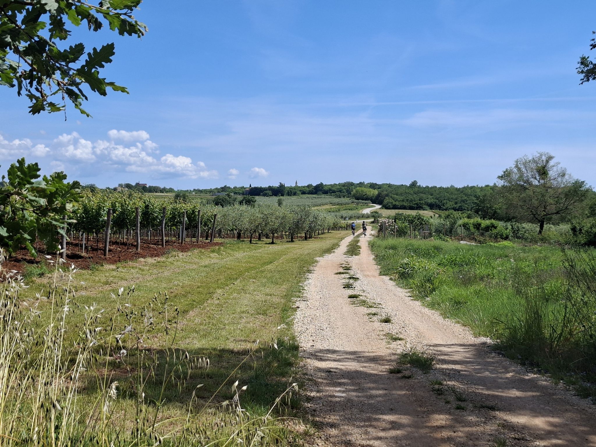 awsome vineyard