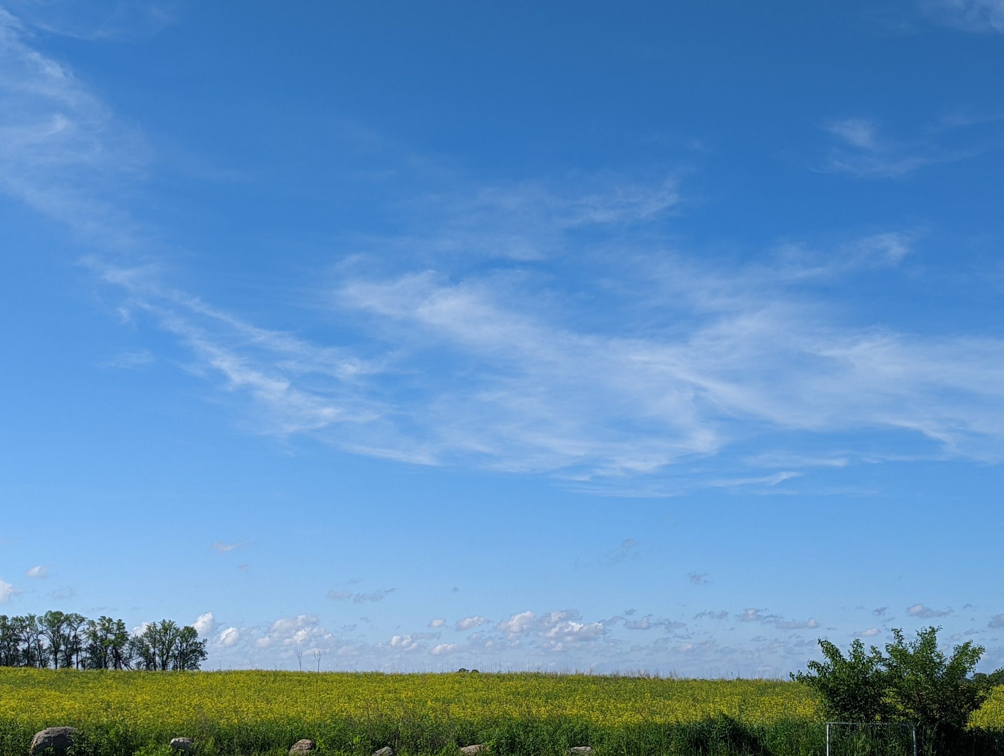 Bright blue sky with wispy clouds over a vibrant green and yellow field. - Urbana to Homer Lake loop