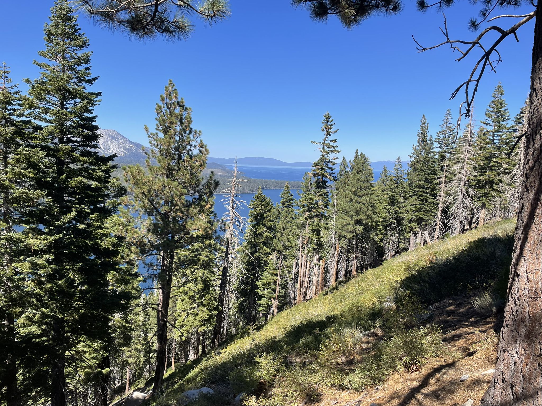 Sunny forest slope with pine trees overlooking a large blue lake. - Angora Ridge Trail