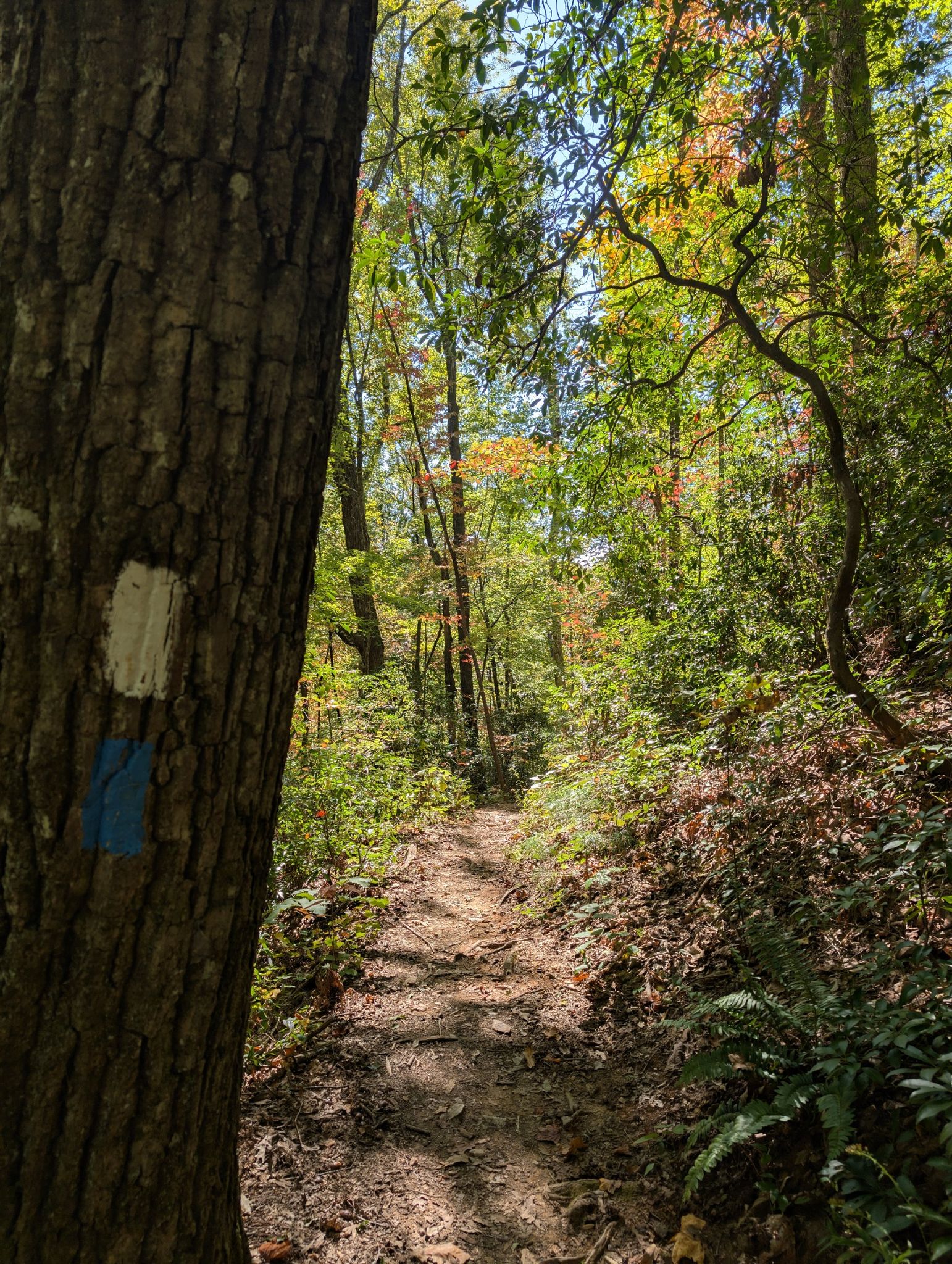 Forest trail with a tree marked with white and blue blazes. - Foothills Trail: Bad Creek to Bear Gap